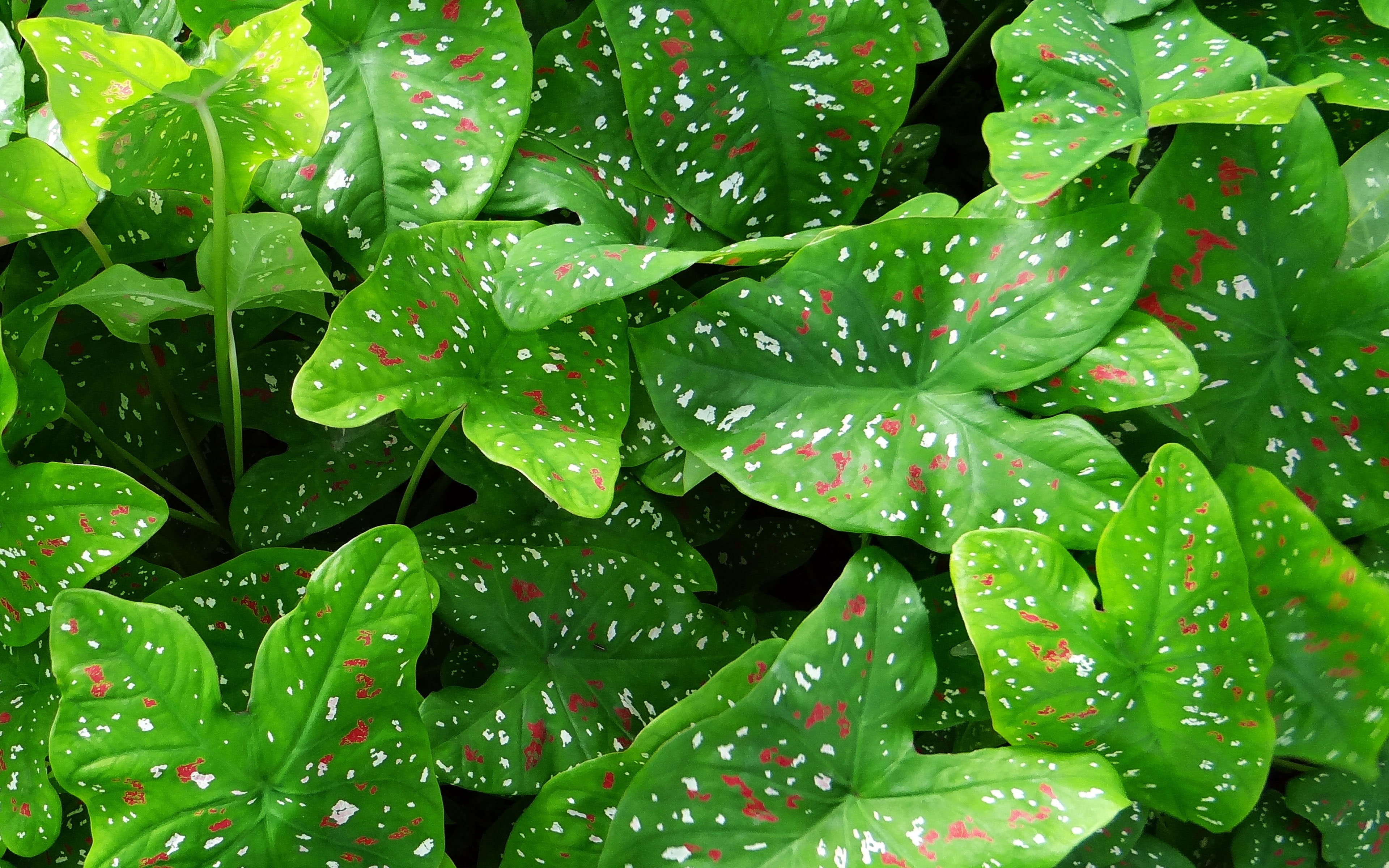 Caladium Plant Light Green Leaves Fluted With White And Red Dotted Hearted Leaves 3840×2400