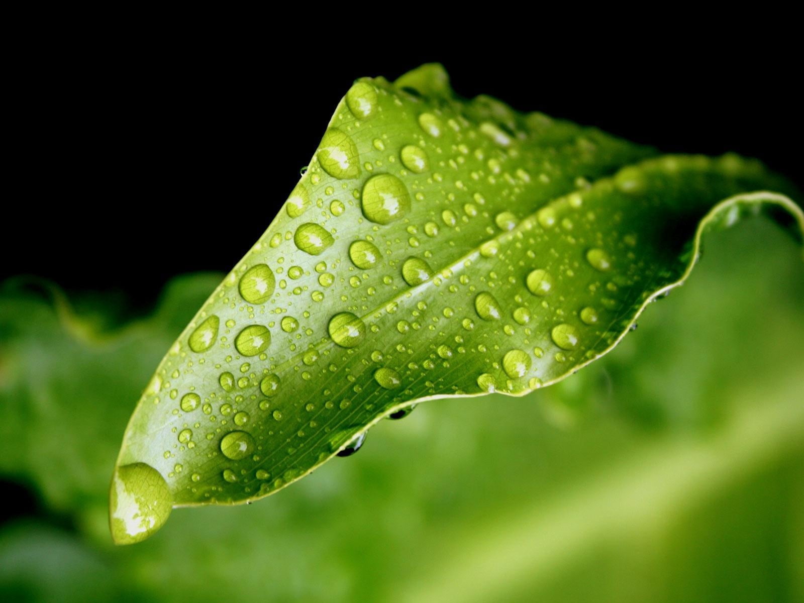 green leaf, close-up, drops, nature, plant, dew, wet, rain, raindrop