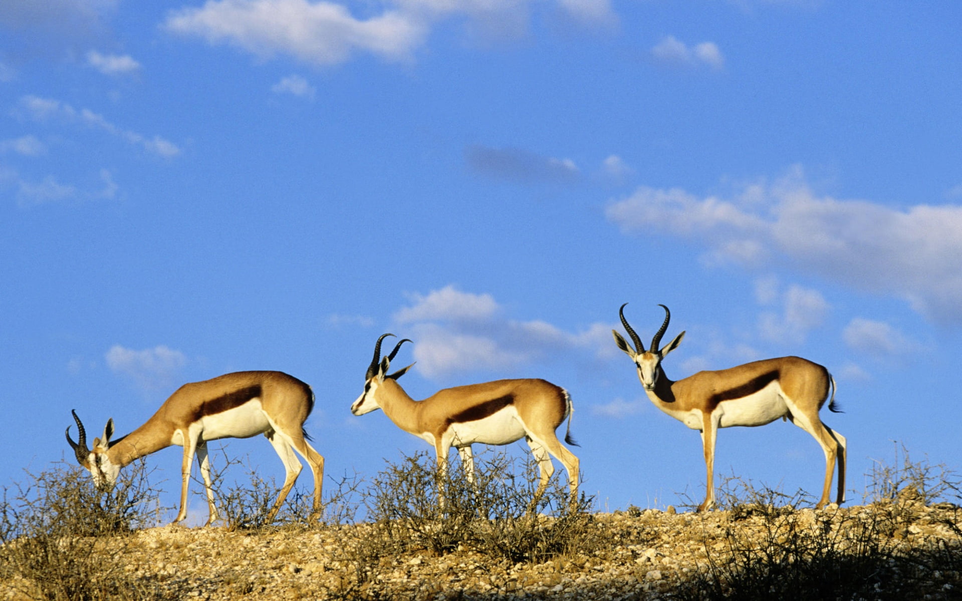 Springboks Linde Up, three brown antelopes, Animals, Deer, animal themes