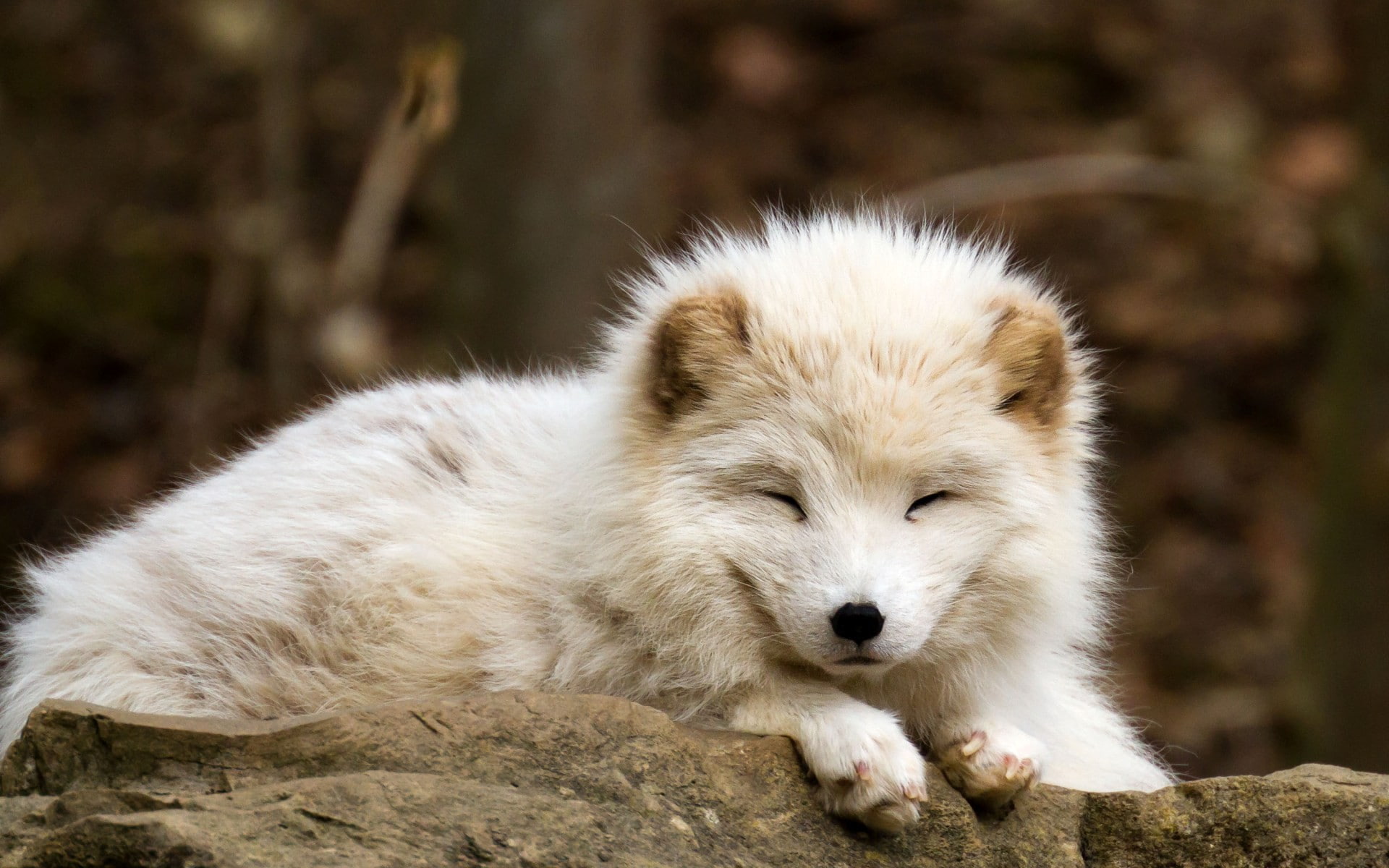 animals, baby animals, nature, arctic fox