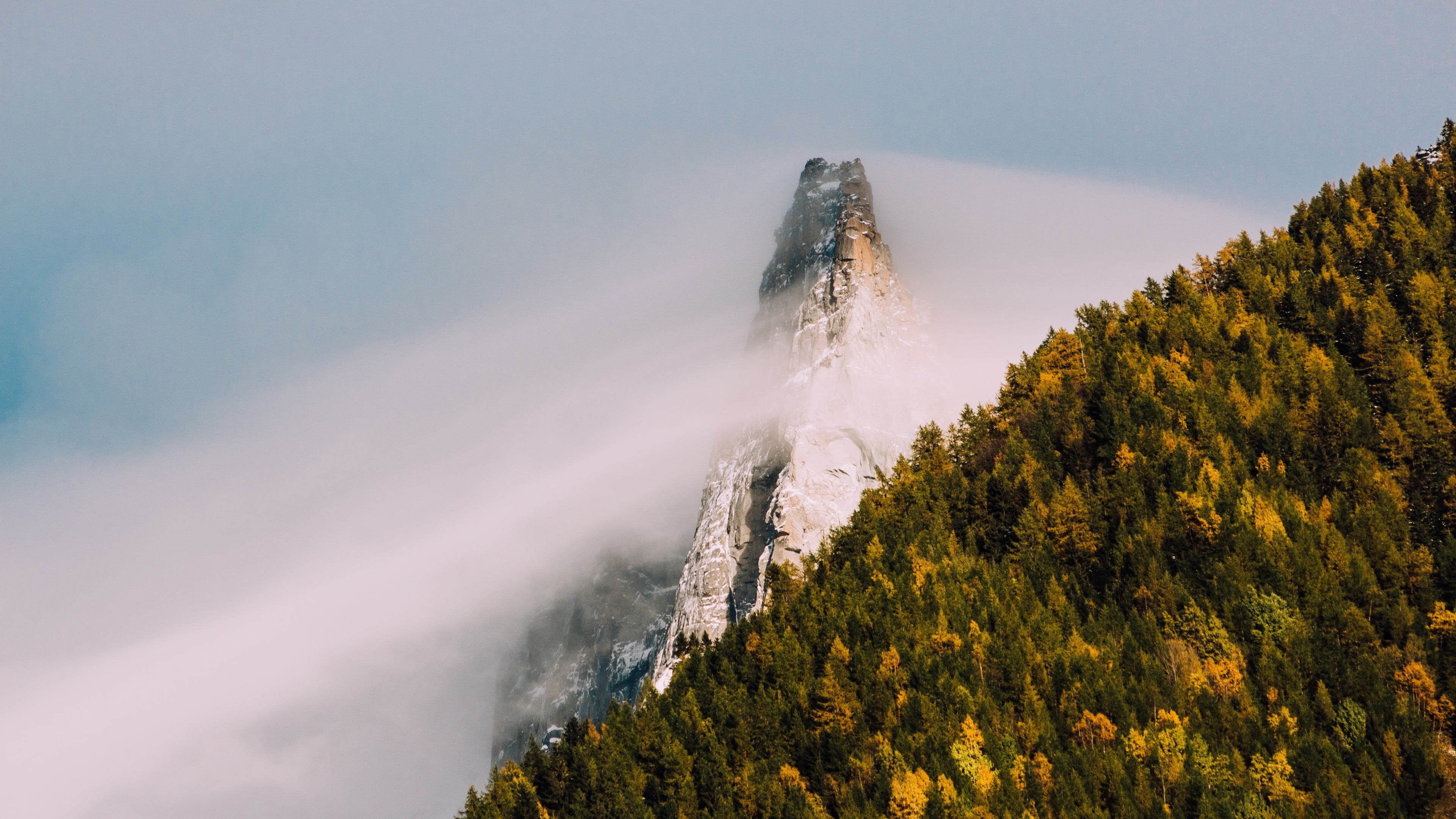 low angle photography of forest near fog-covered mountain, nature