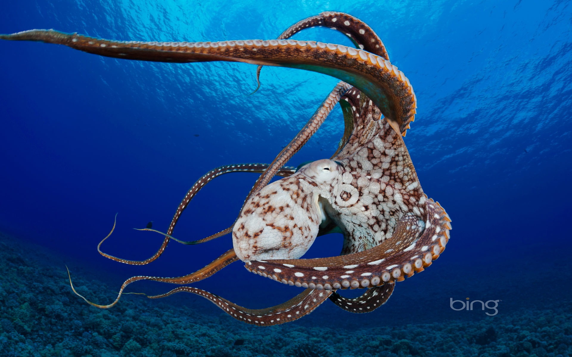 Undersea octopus-July 2013 Bing wallpaper, brown octopus illustration