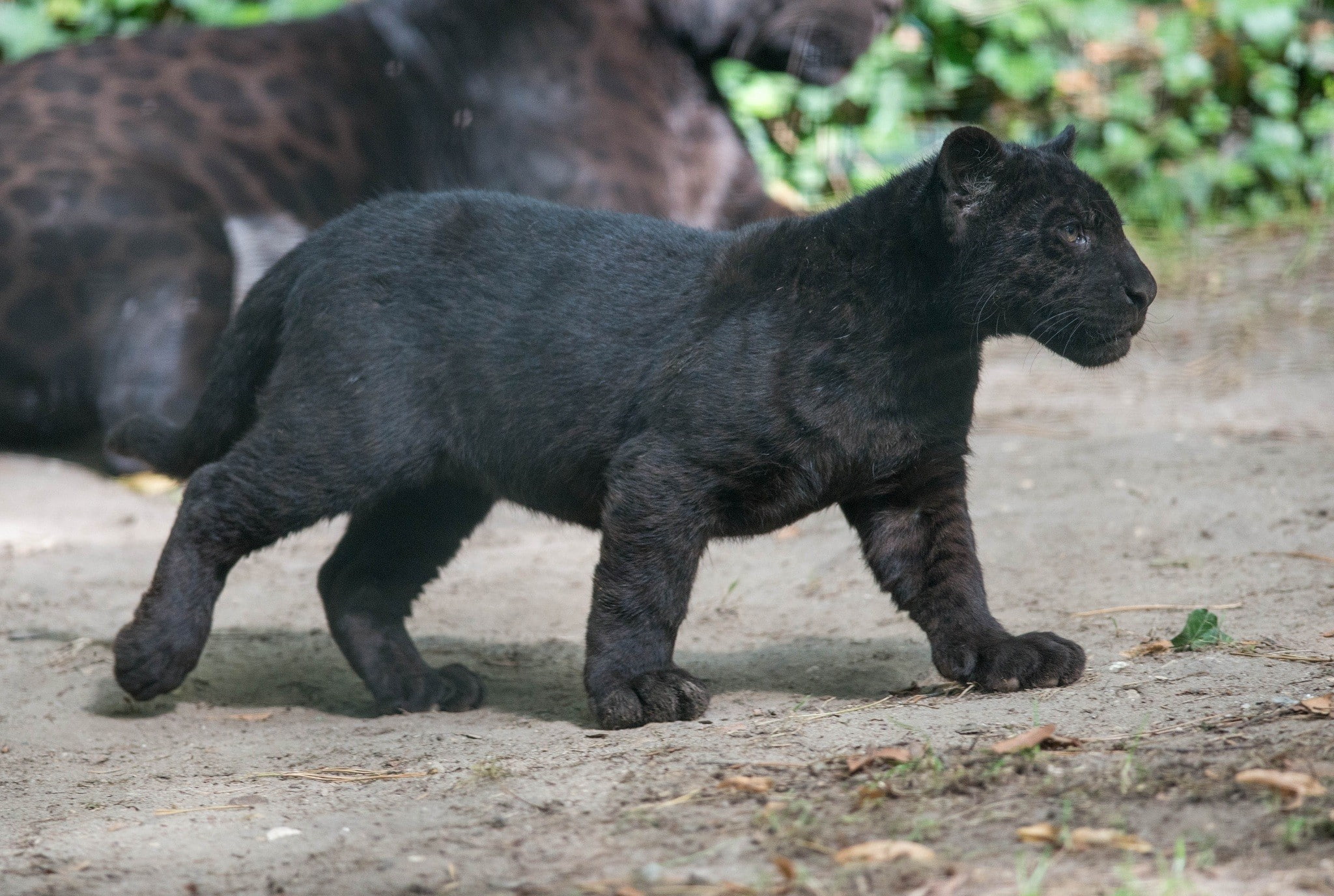 wild cat, wildlife, panthers, Black Panther, baby animals, cubs