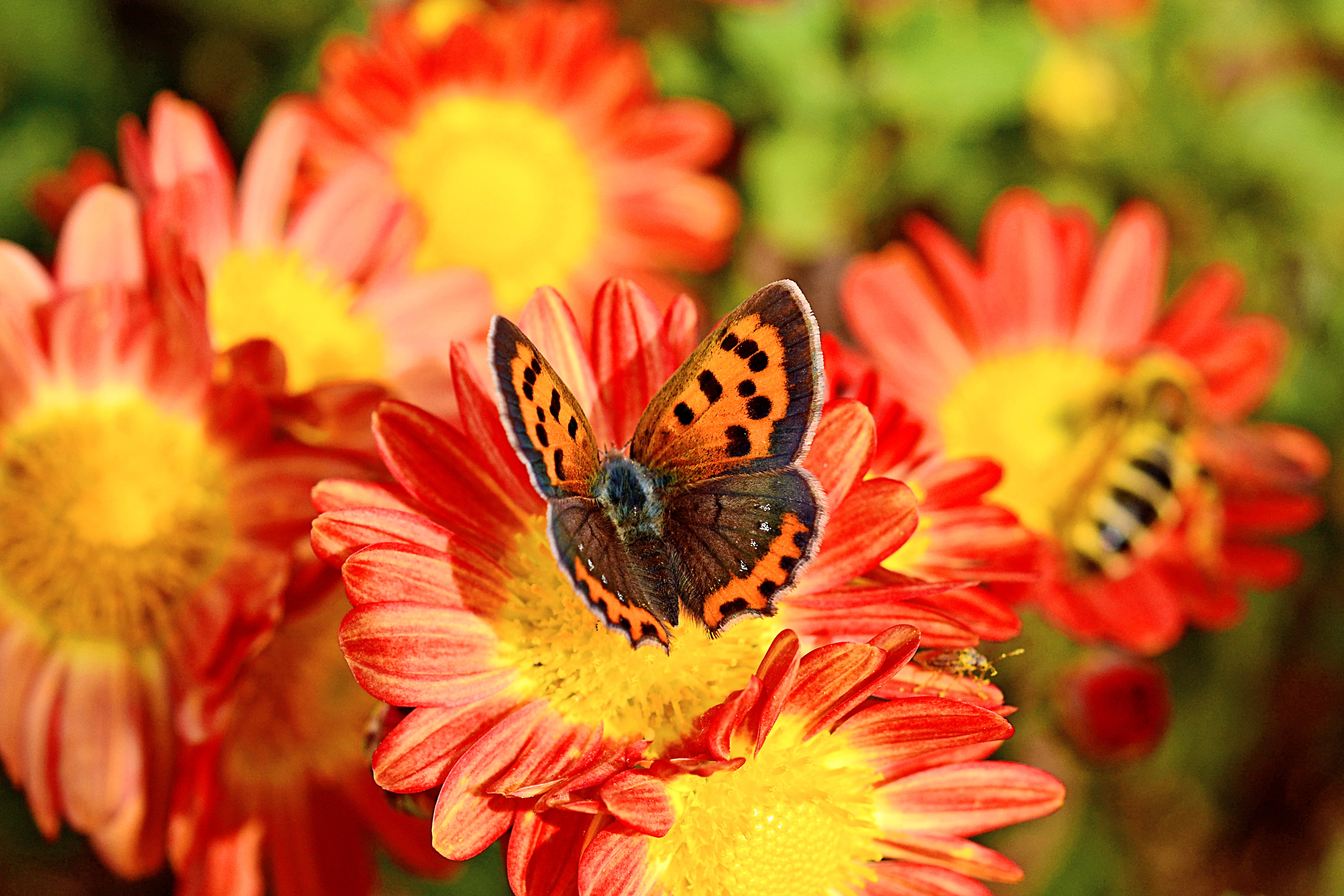 Eastern comma butterfly on red and yellow petaled flower, small copper, small copper