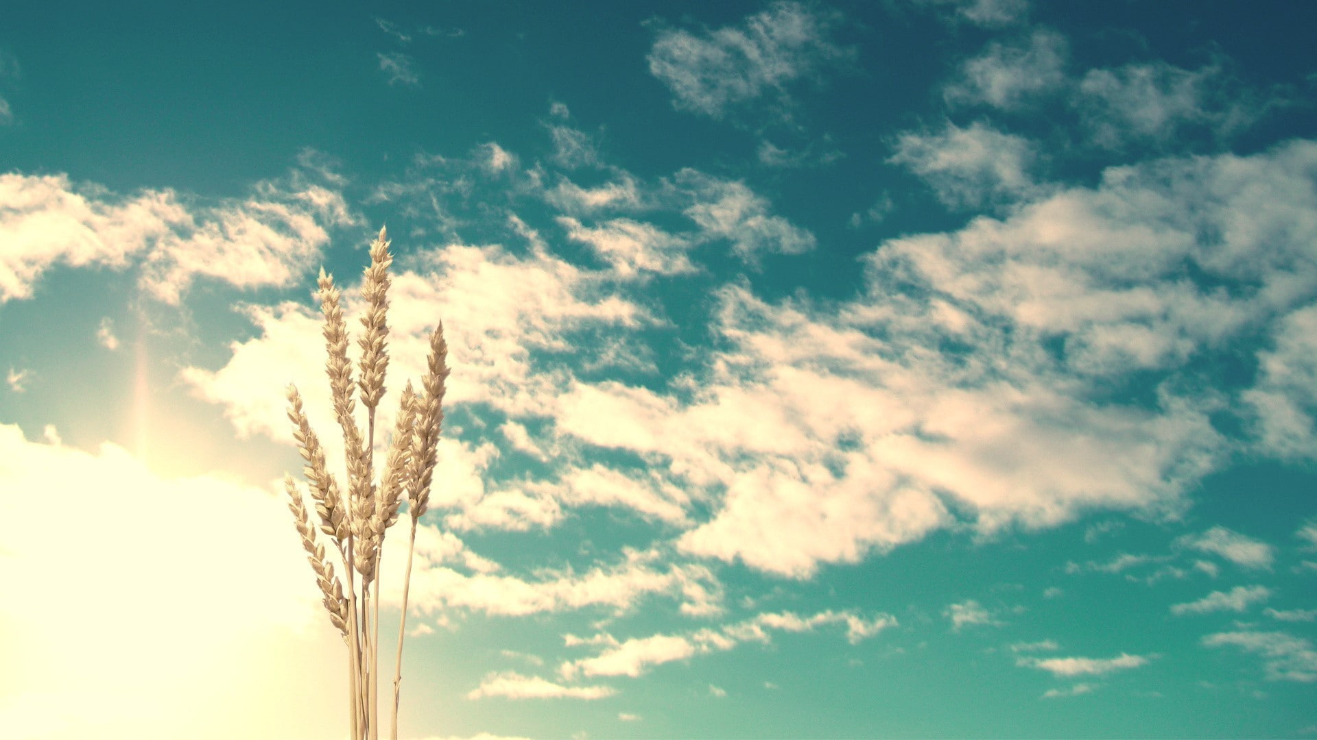 sky, spikelets, clouds, Sun, cloud - sky, nature, low angle view
