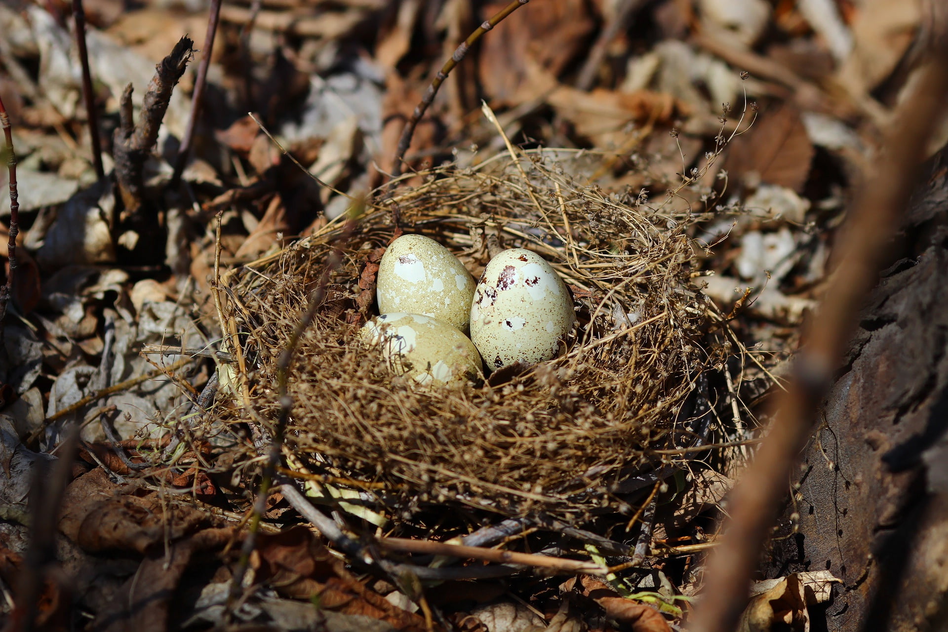 Bush, eggs, socket