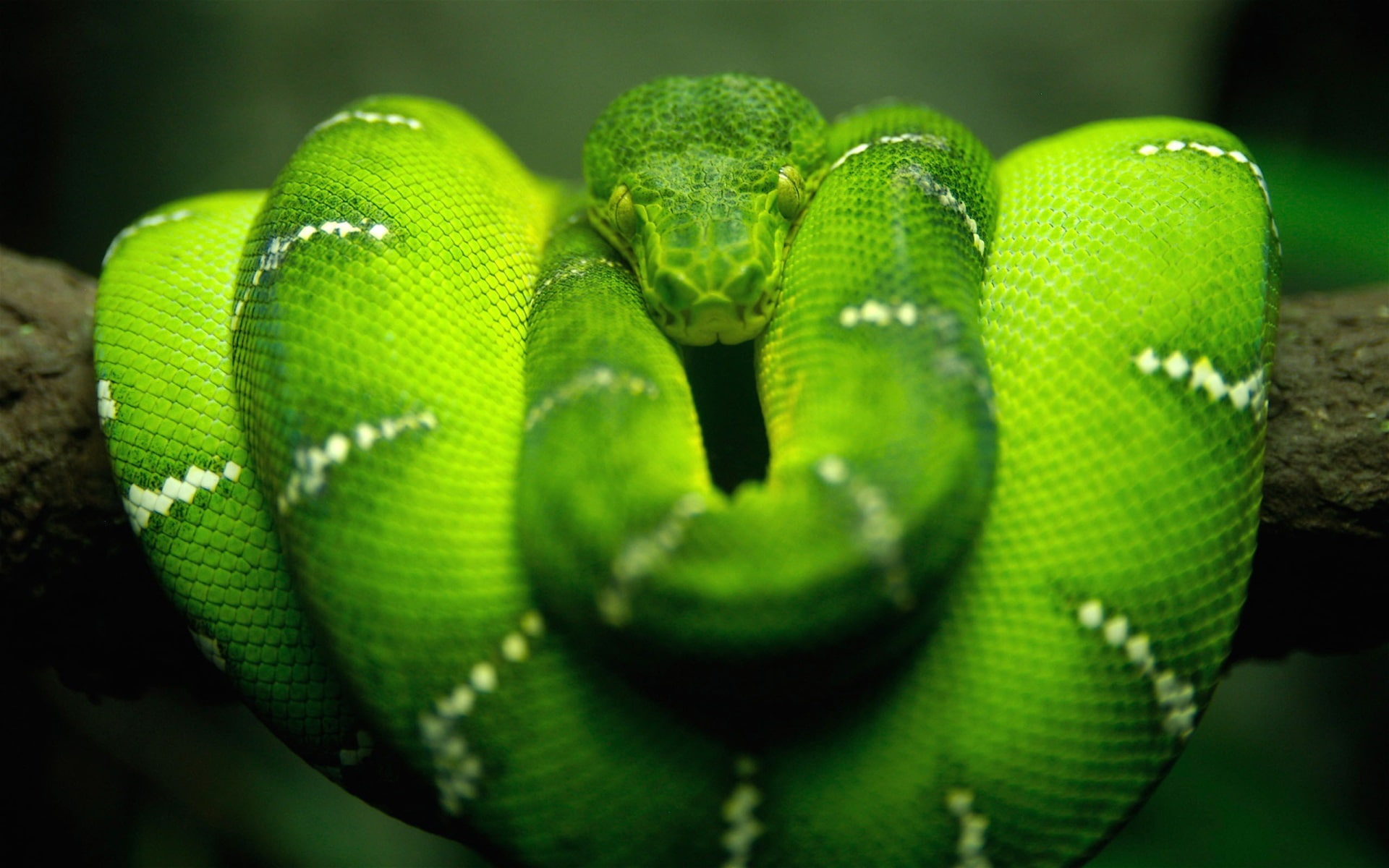 python snake computer  new