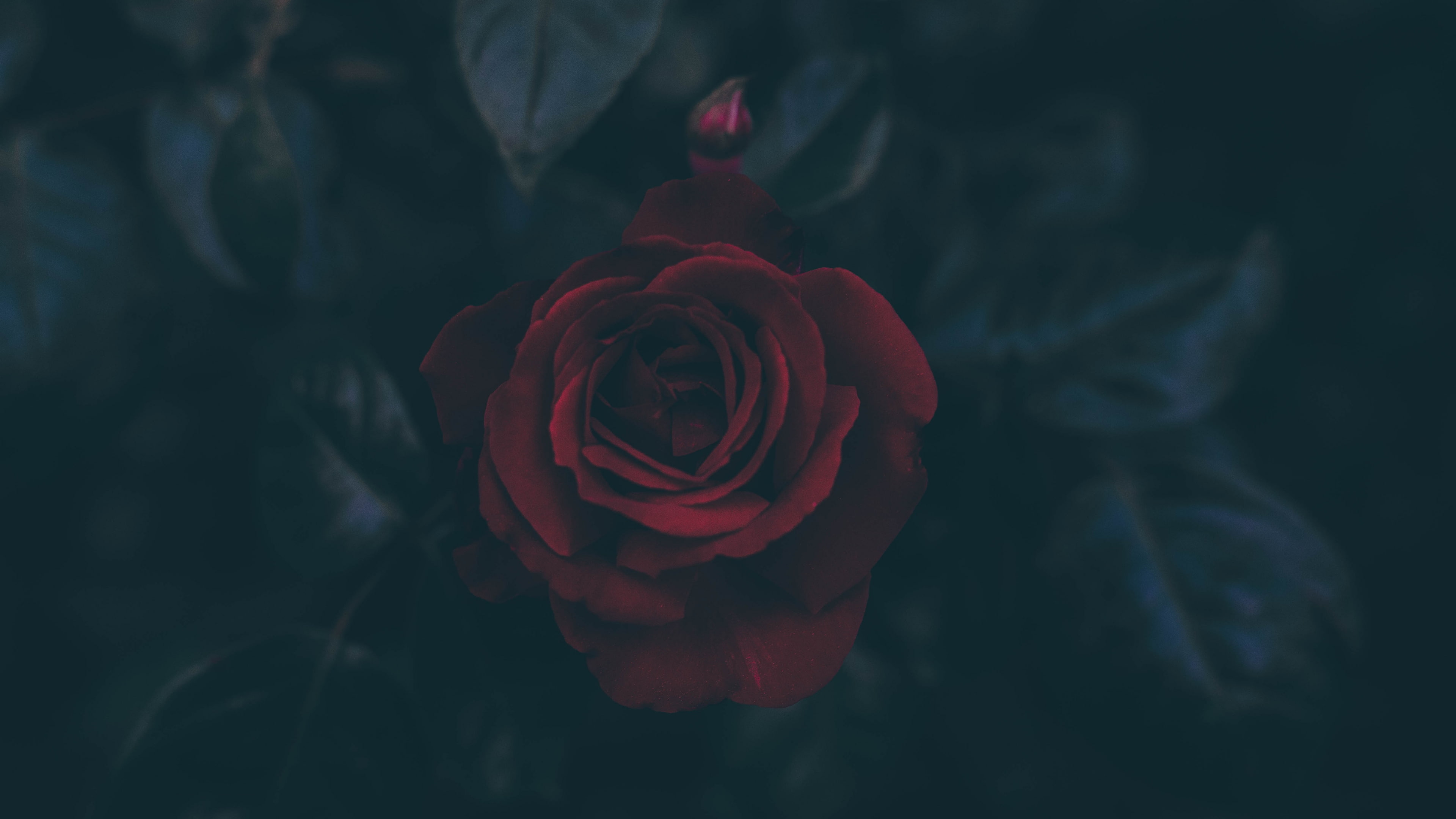 Dark, flowers, leaves, petals, Red Flowers, rose