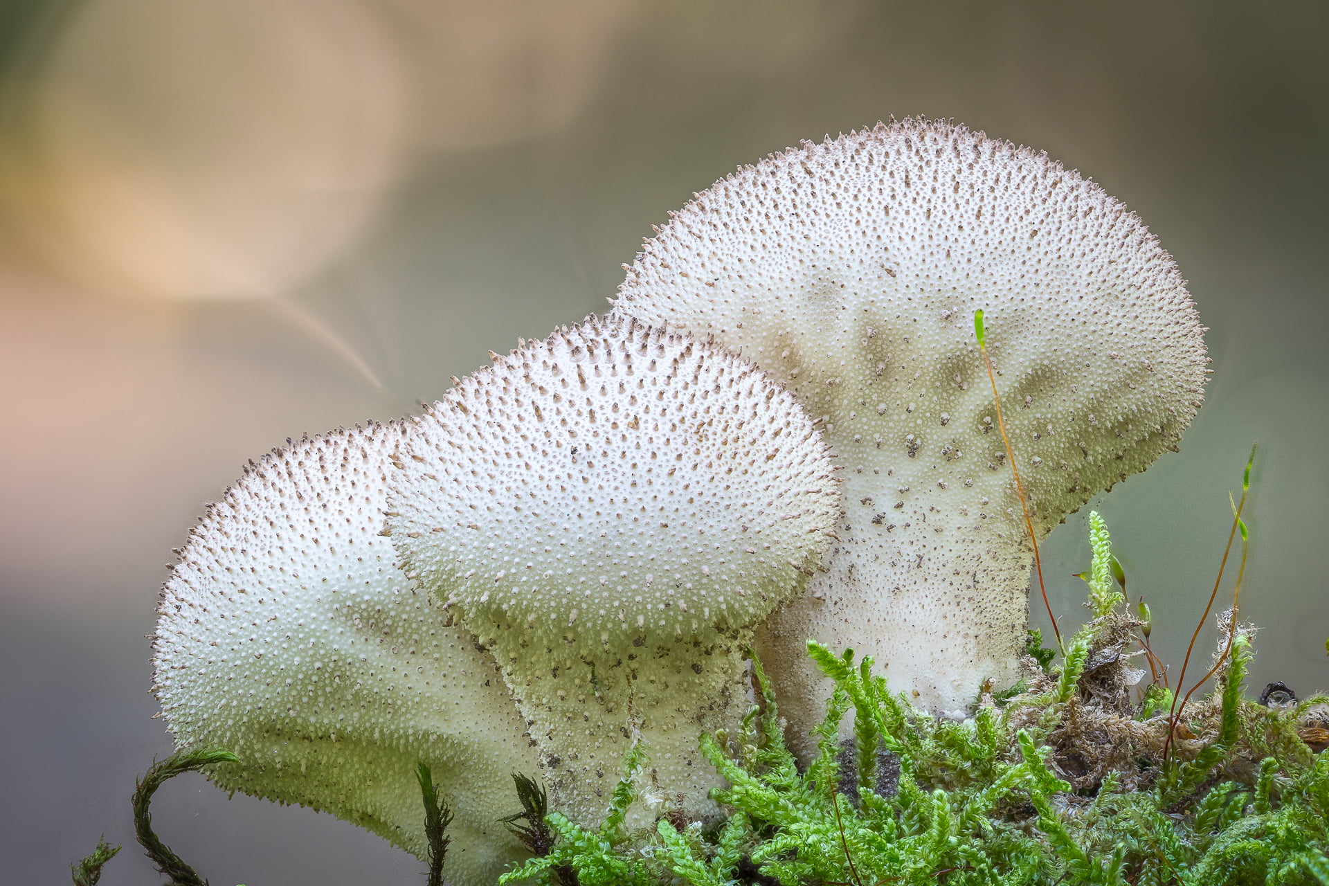 shallow focus photography of three white mushroooms, puffball, puffball