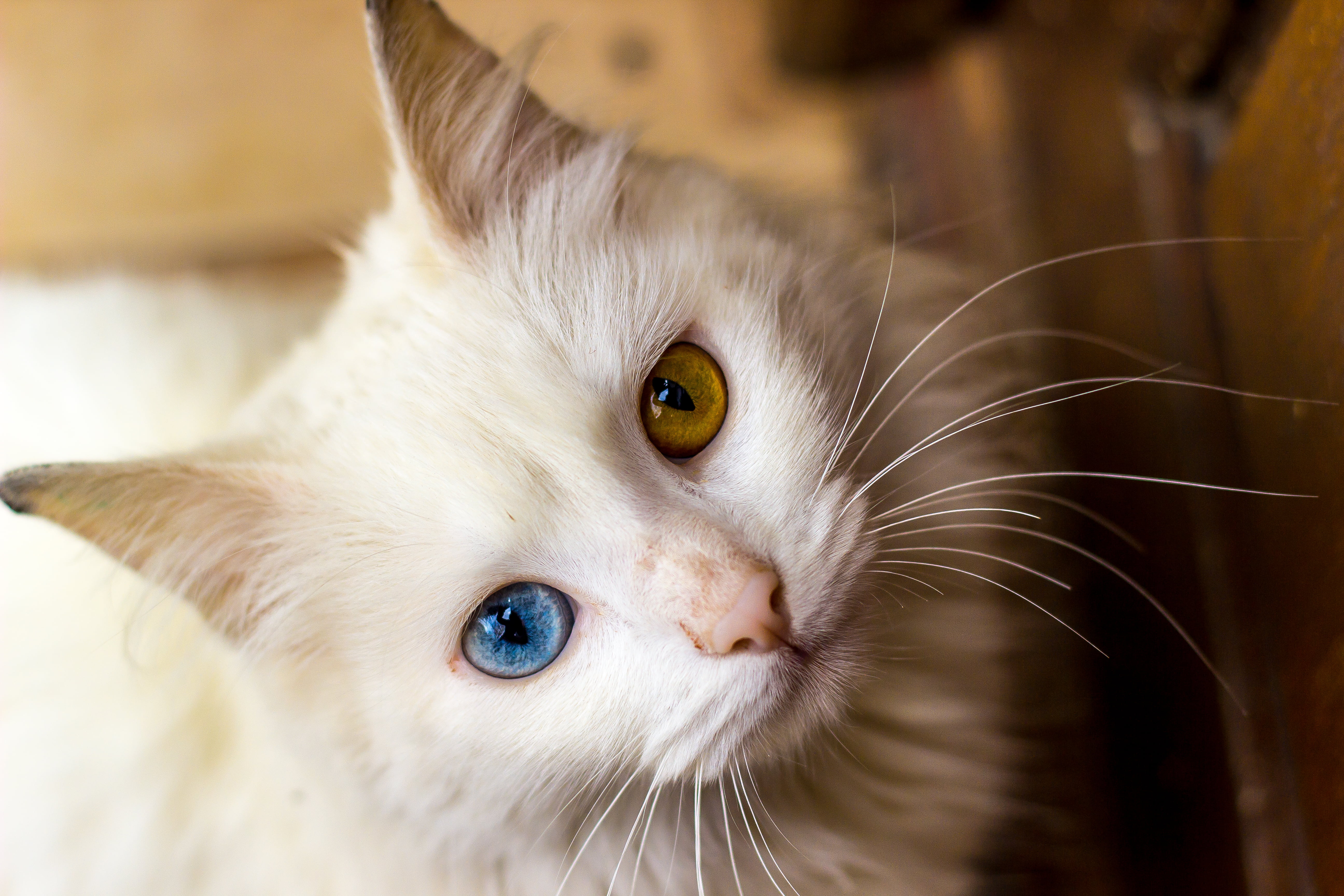 white fur cat with brown and blue eyes, canon, cute, ojos, gato