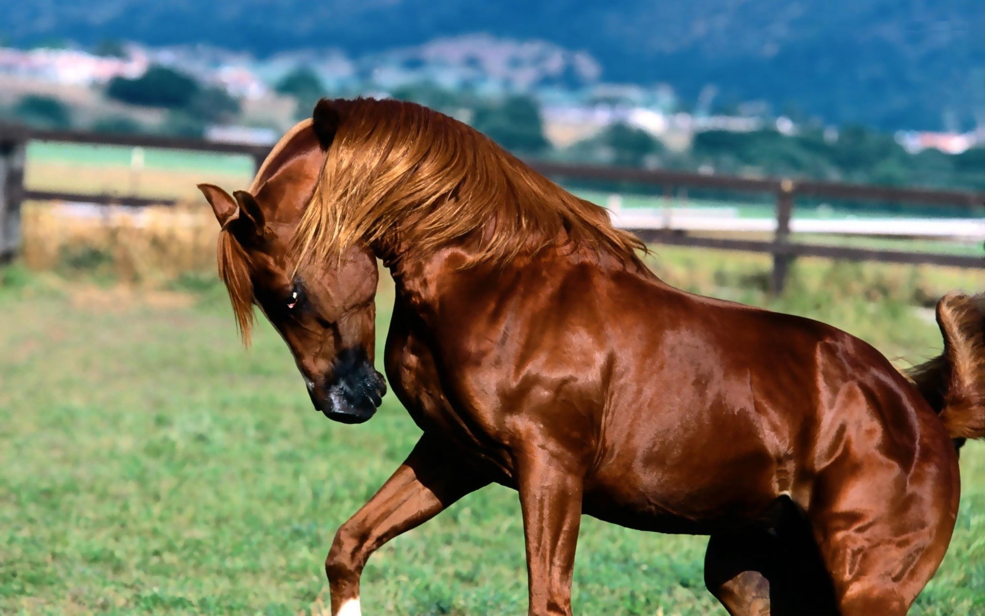 brown horse, mane, grass, animal, farm, nature, outdoors, mammal