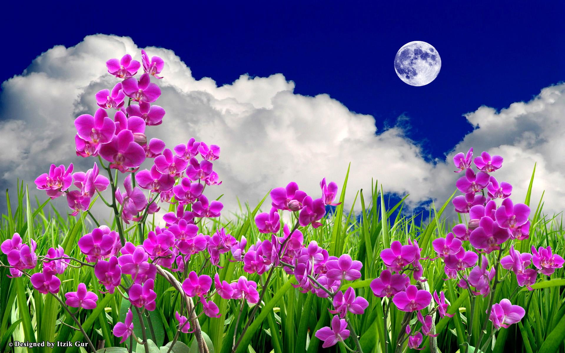 Flowers Field In The Moon, colourful, 3d and abstract