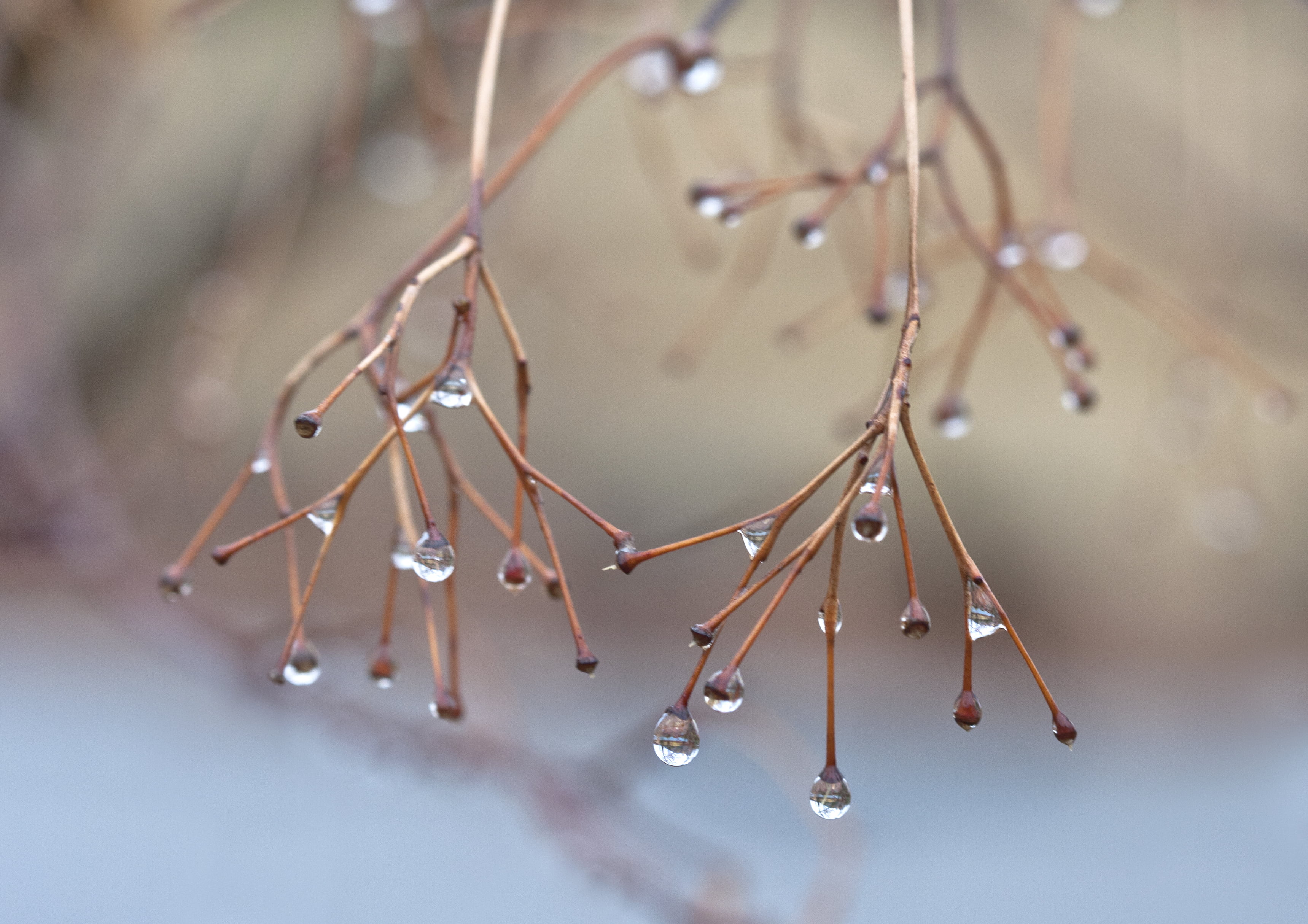clear liquid drops in plants branches, raindrops, droplets, bokeh