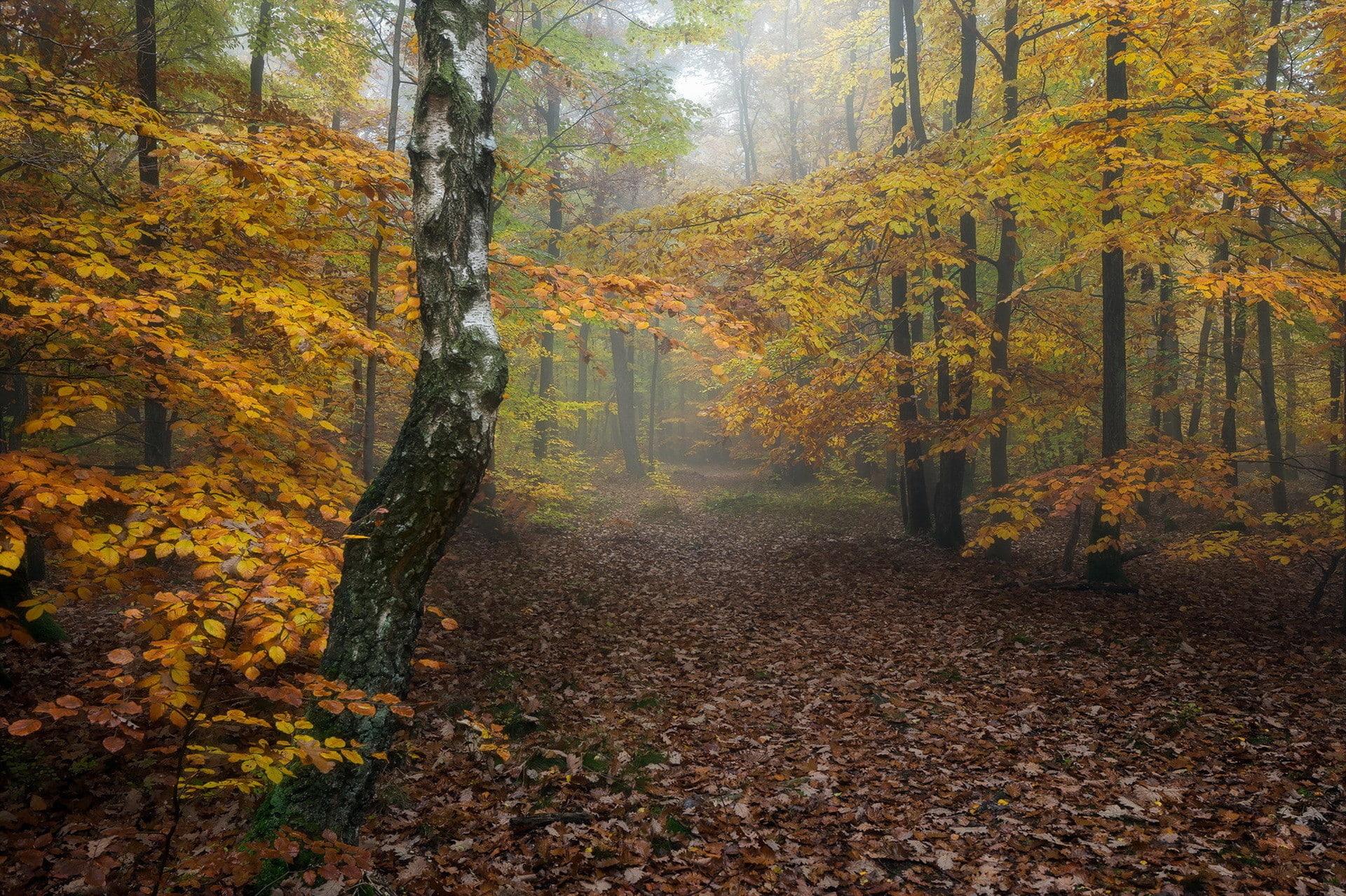 plants trees path