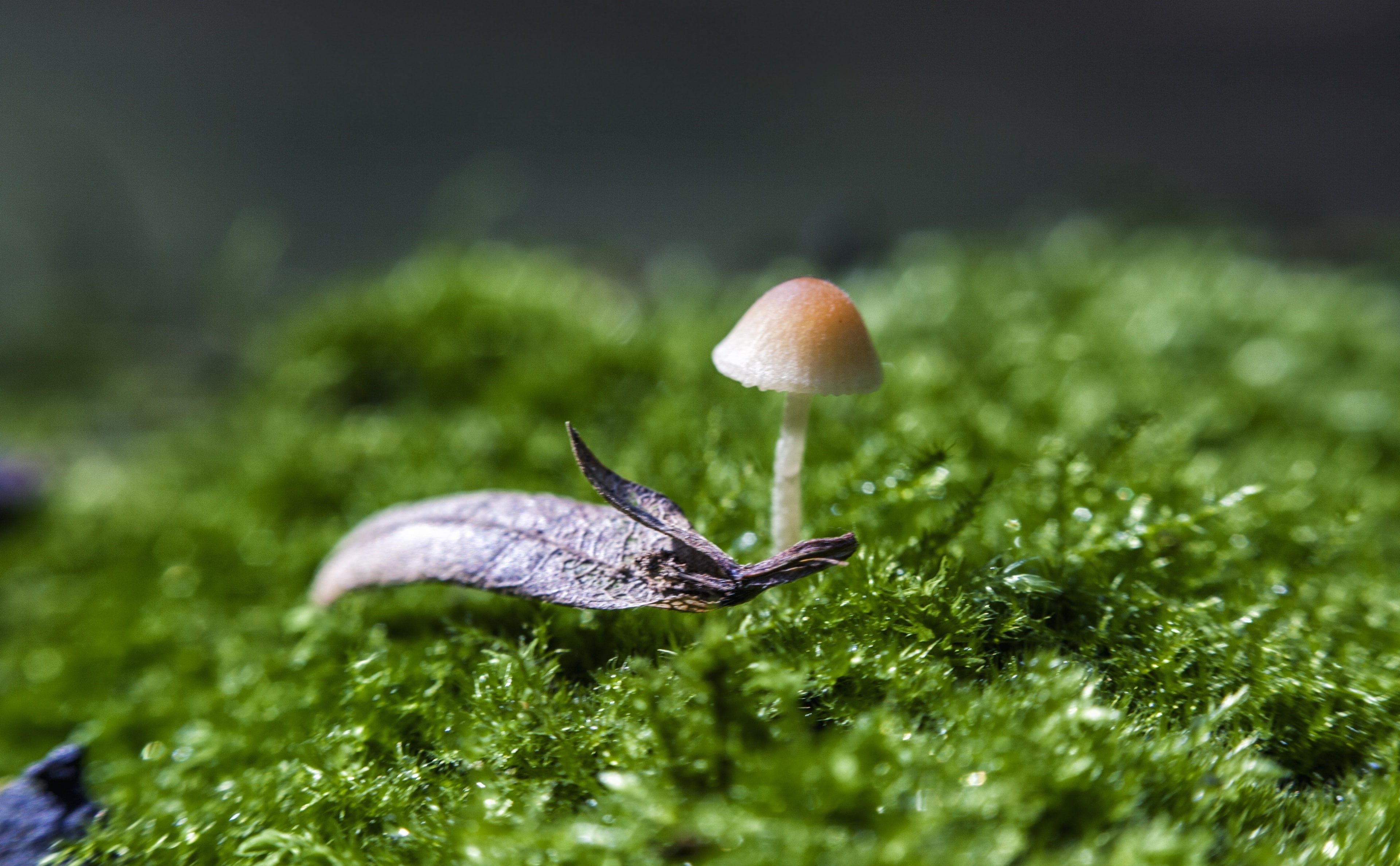Mini, Aero, Macro, Mushroom, Moss