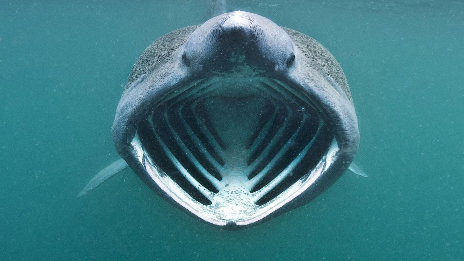 Animal, Basking Shark