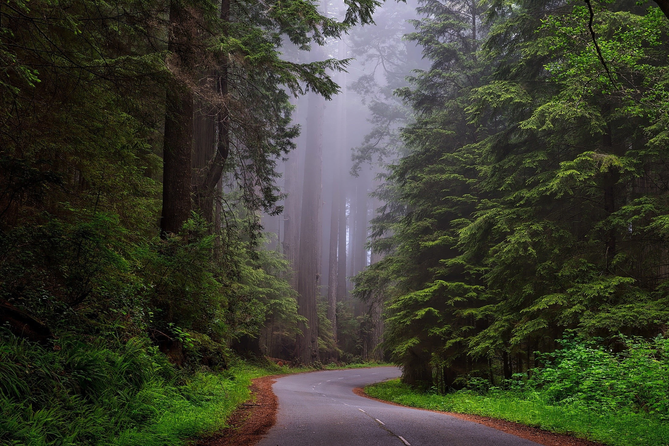 forest, plants, path