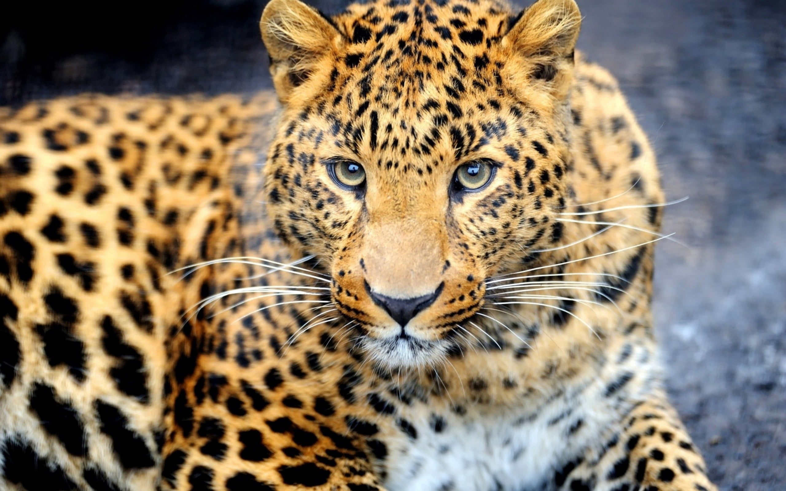 leopard shallow focus photography, muzzle, eyes, predator, wildlife
