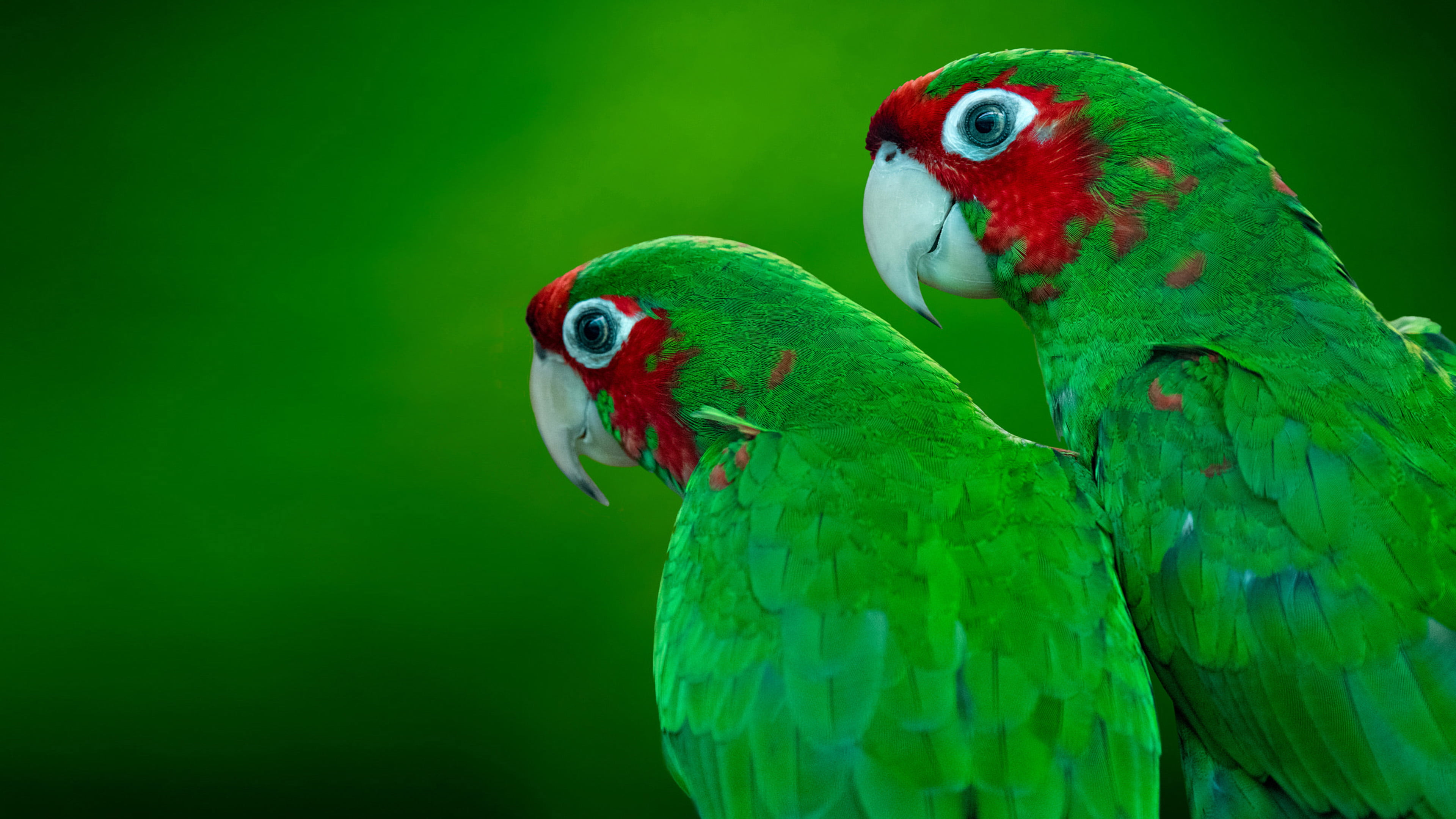 The Red Crowned Amazon Amazona Viridigenalis Known As The Green Cheeked Amazon Red Headed Parrot Hd Wallpaper For Mobile Phones And Tablet 3840×2160