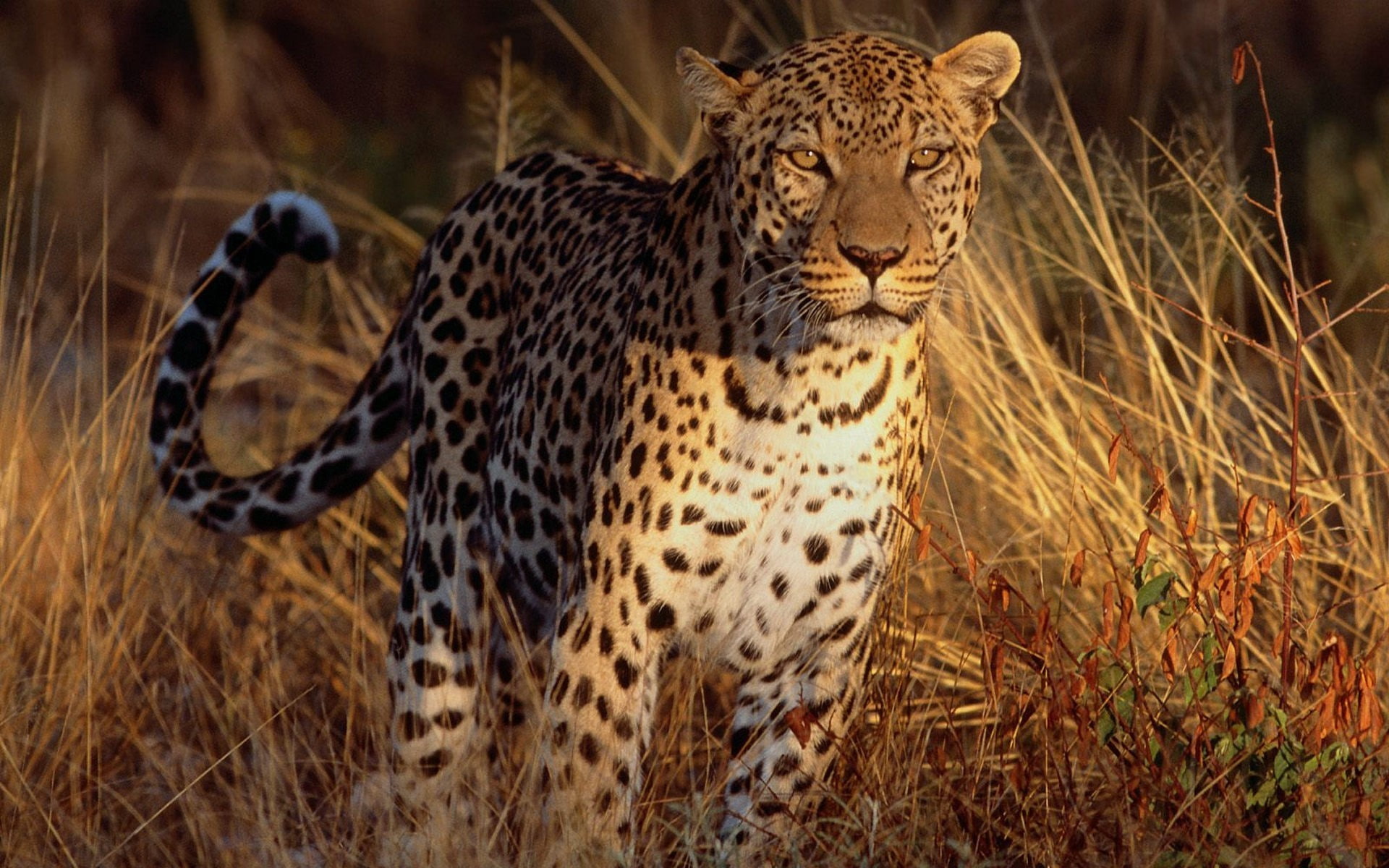 leopard, leopard (animal), big cats, mammals, animals, feline