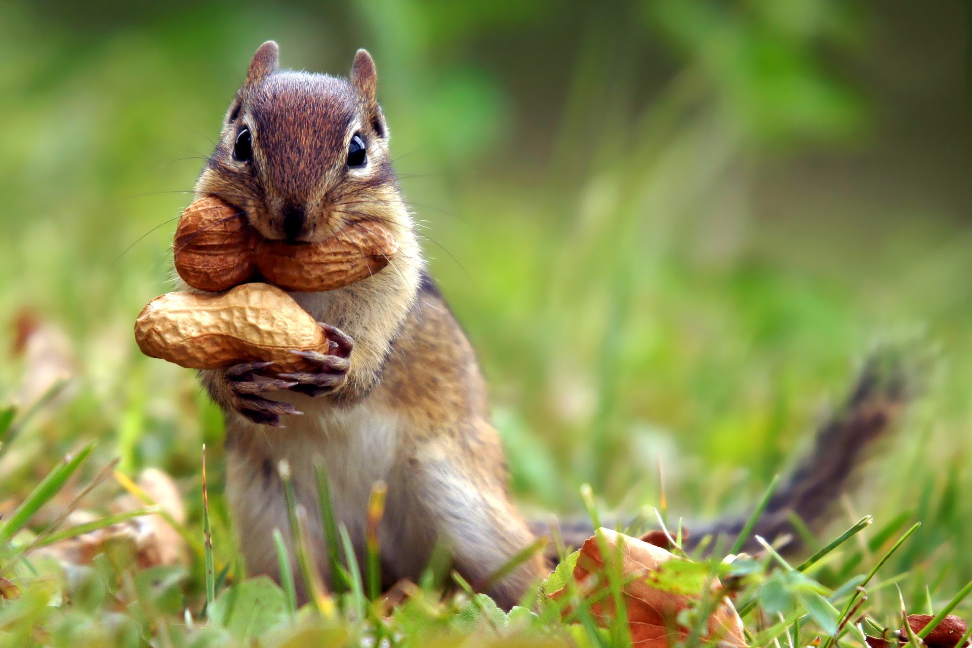 Chipmunk cute, brown squirrel, hd, animals