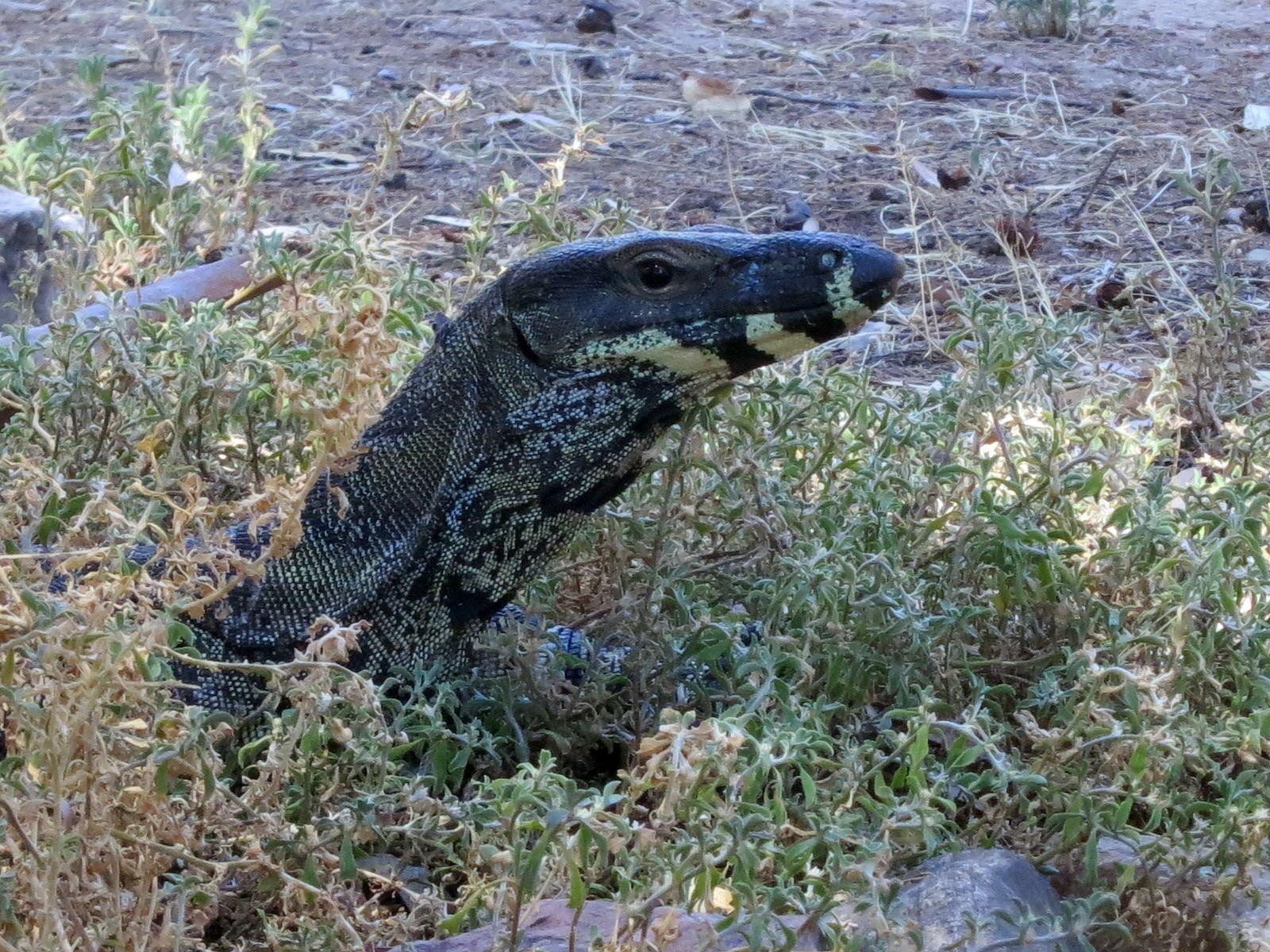 monitor lizard