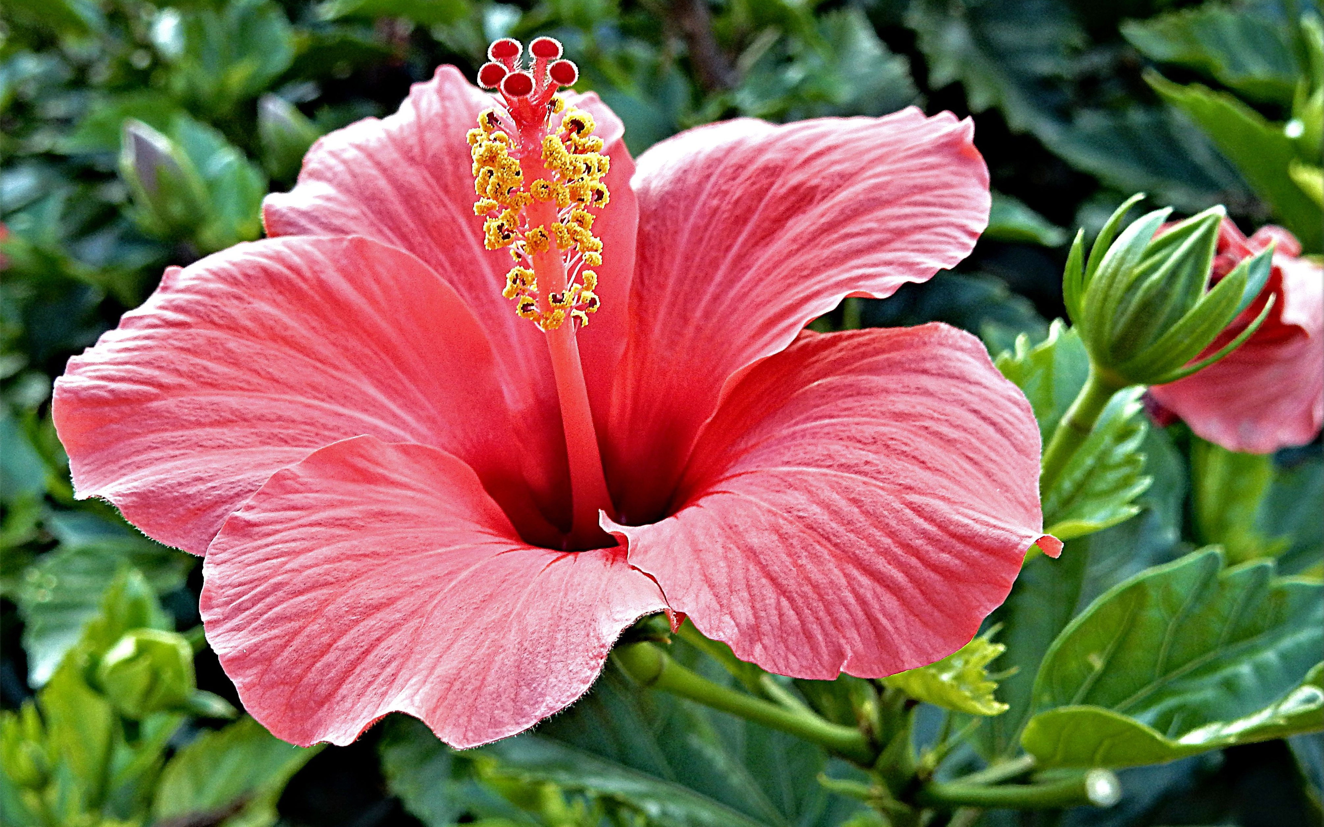 Hibiscus Rosa Sinensis Brilliant Tropical Hibiscus Color With Bright Red Ultra Hd Wallpapers For Desktop And Mobiles 5200×3250