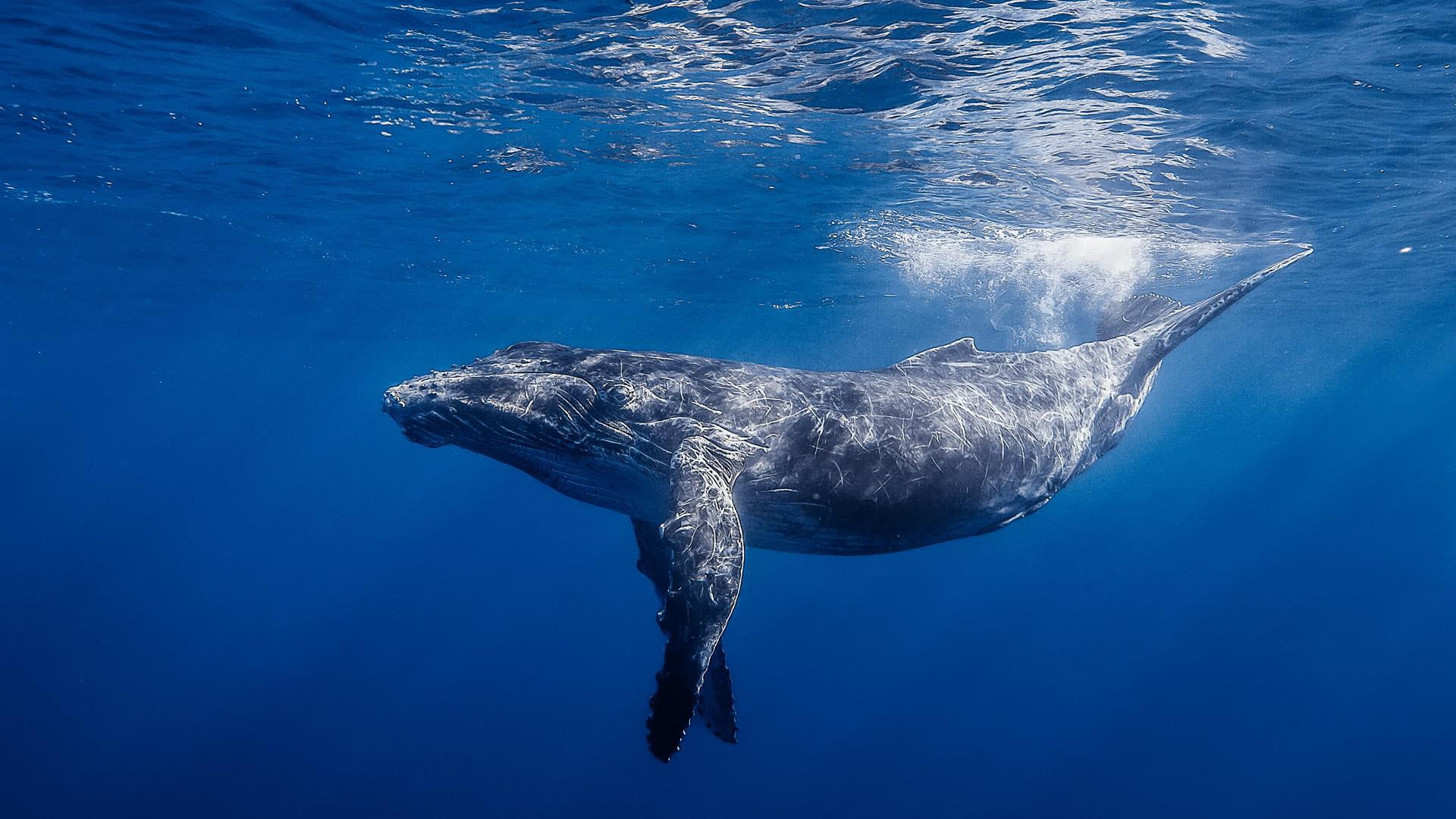 Free download | HD wallpaper: Underwater Largest Whale, animals, fish