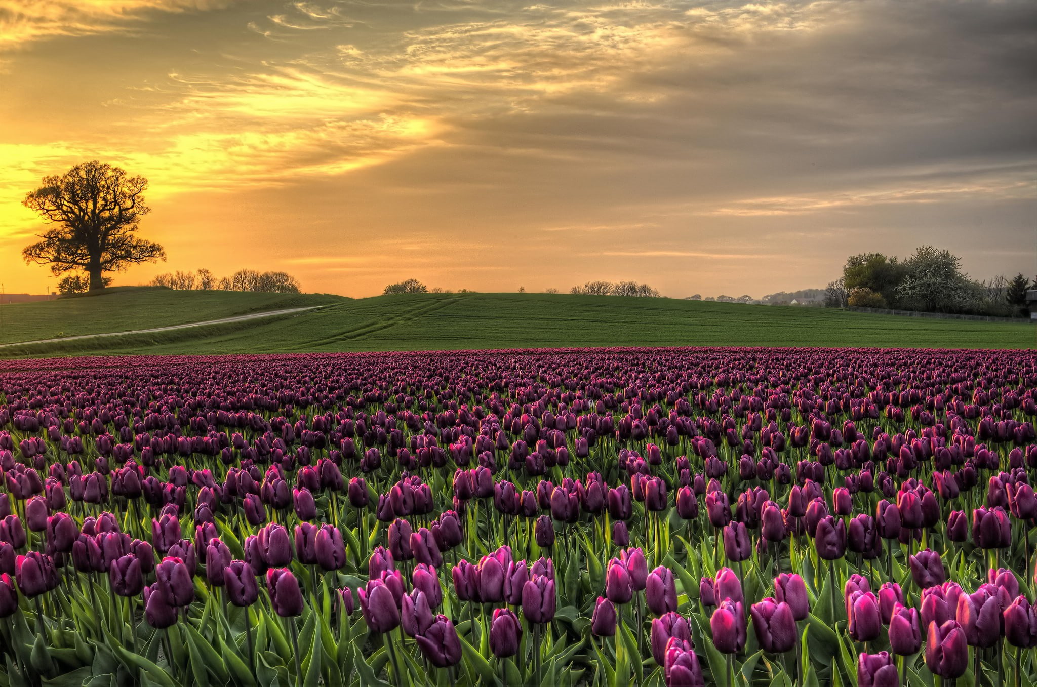 Tulips field in Denmark, sky, Sunset, Nature
