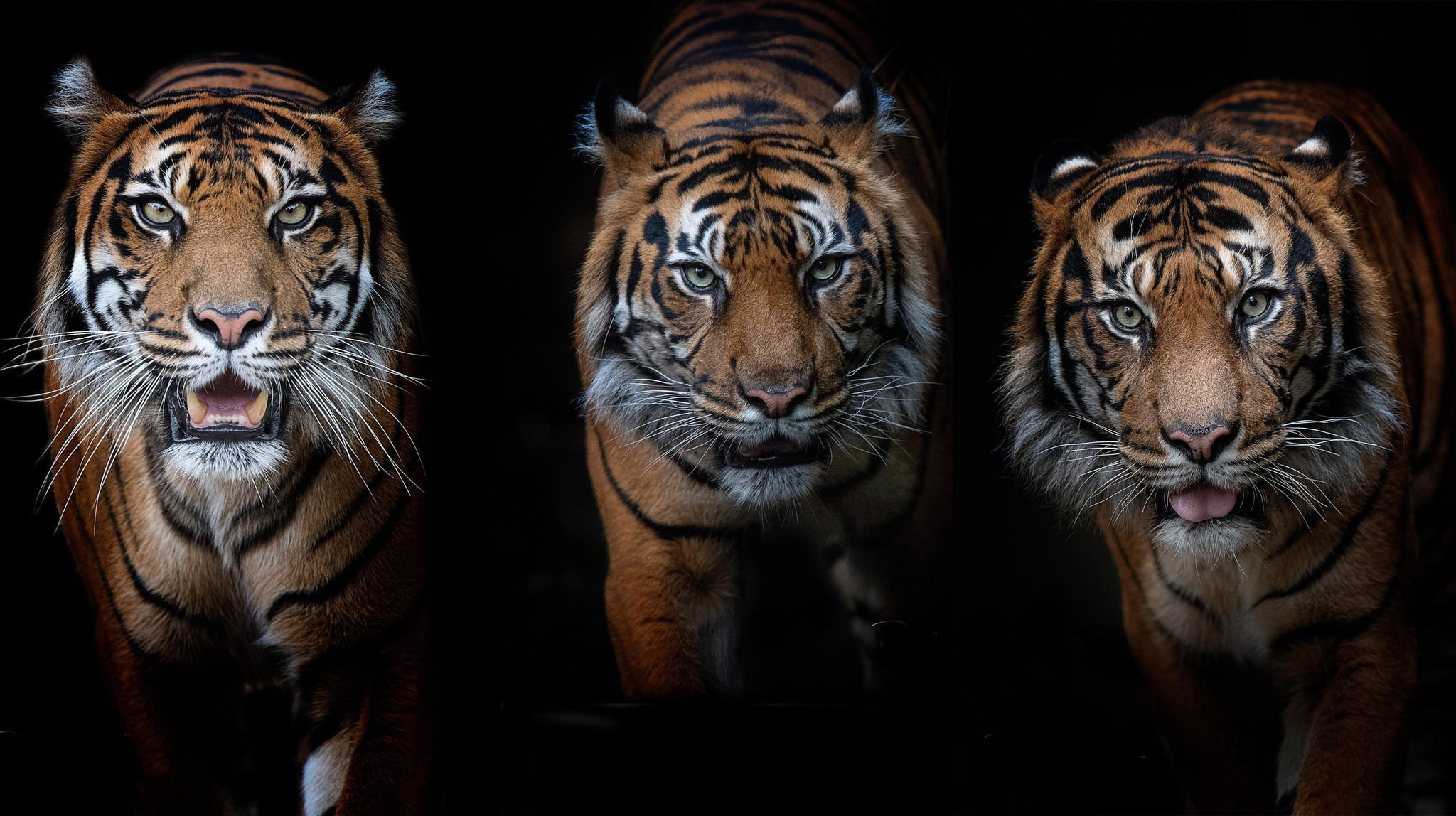 tiger, background, beast