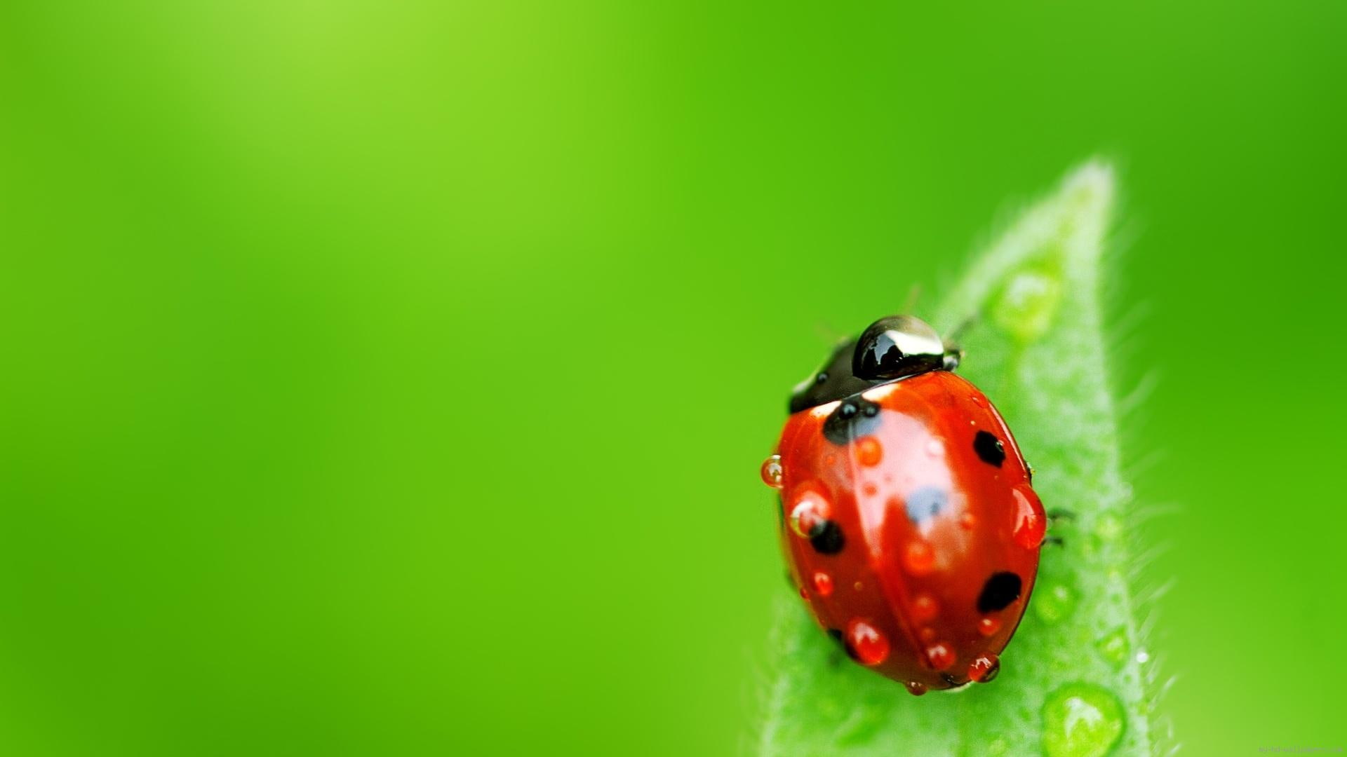 Red Ladybug, lady bug, nature, animal, green