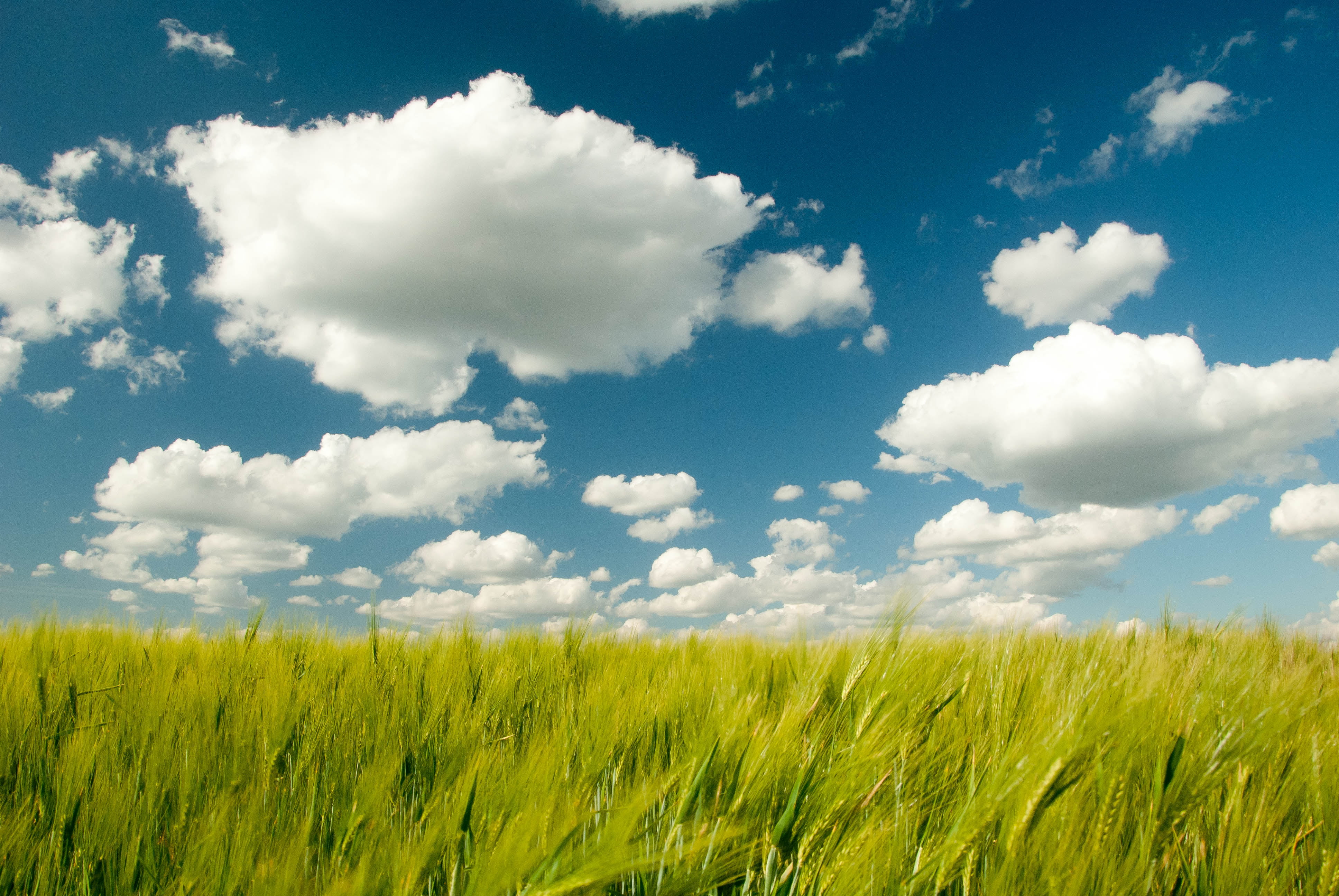 green grass field and cloud illustration, Clouds, nature, summer