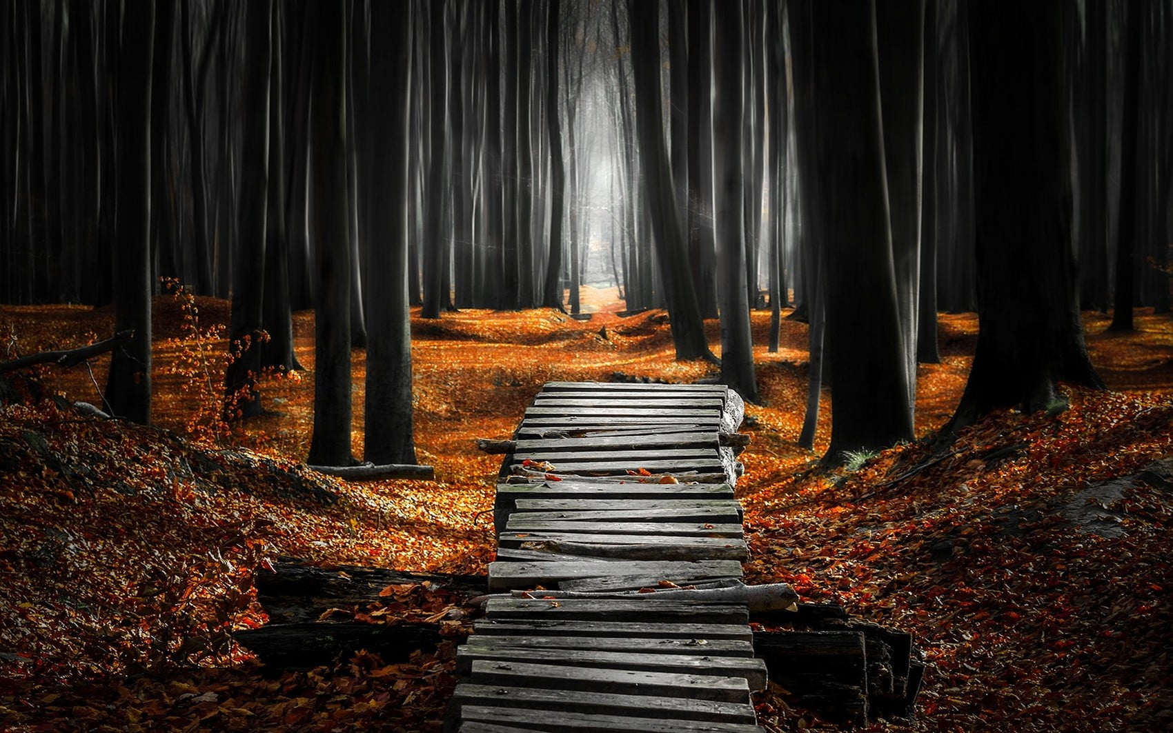 gray wooden bridge, landscape, nature, forest, mist, path, leaves