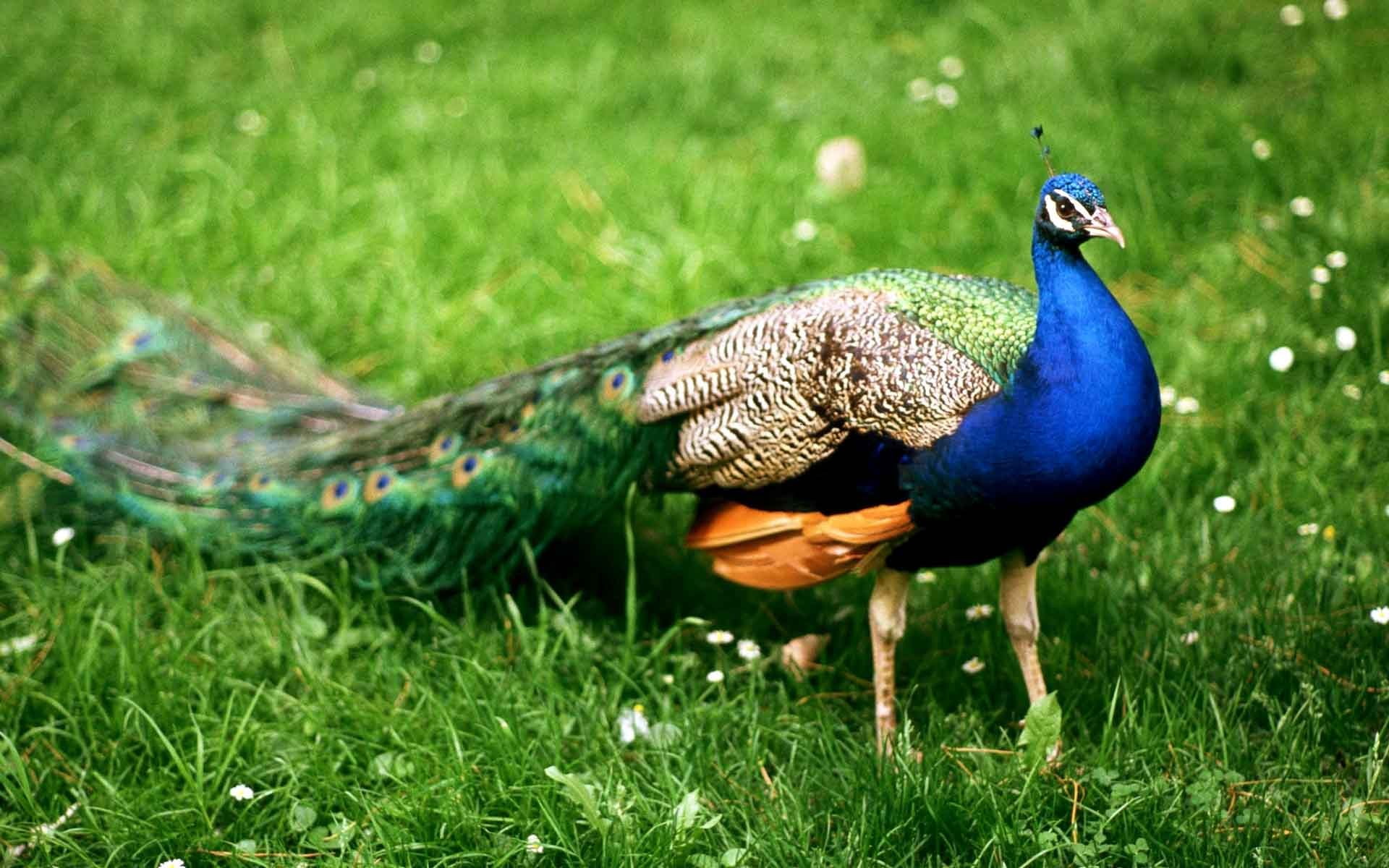 peacock   download, bird, animal themes, grass, vertebrate