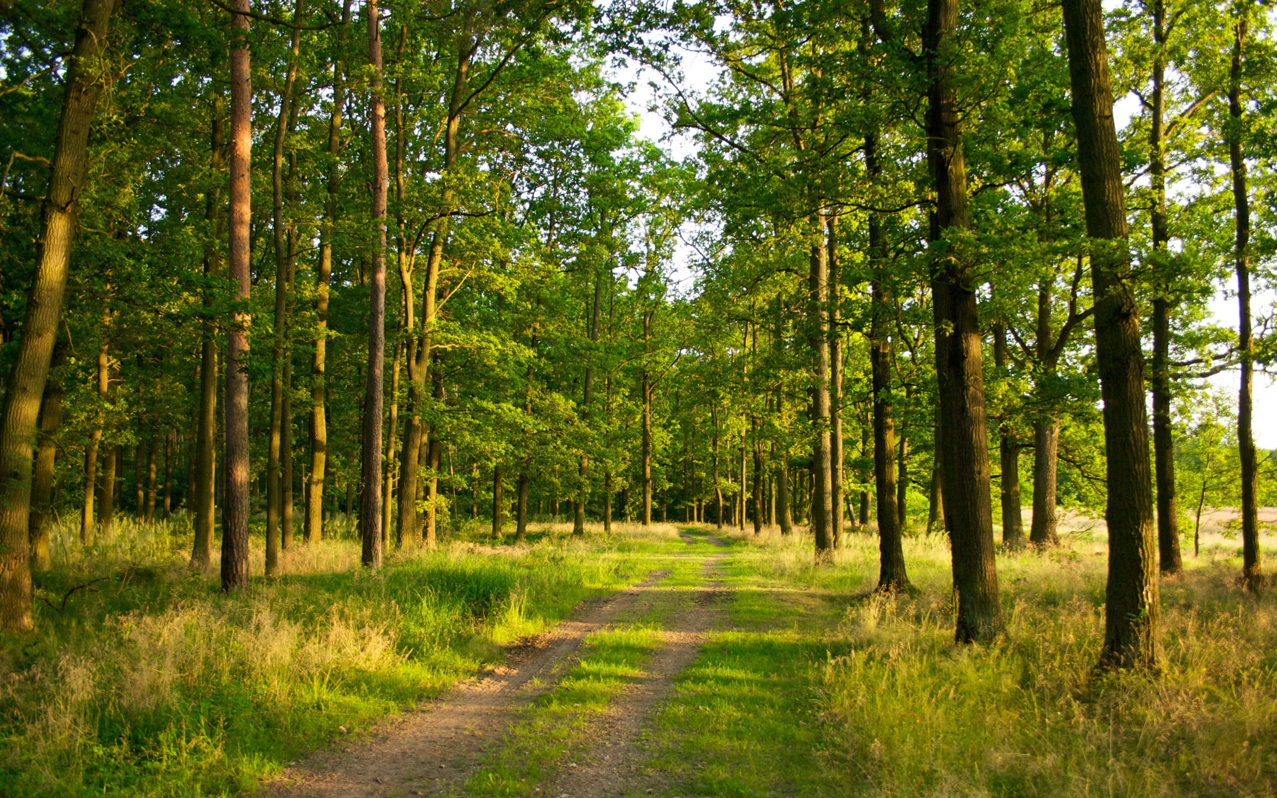 forest, path