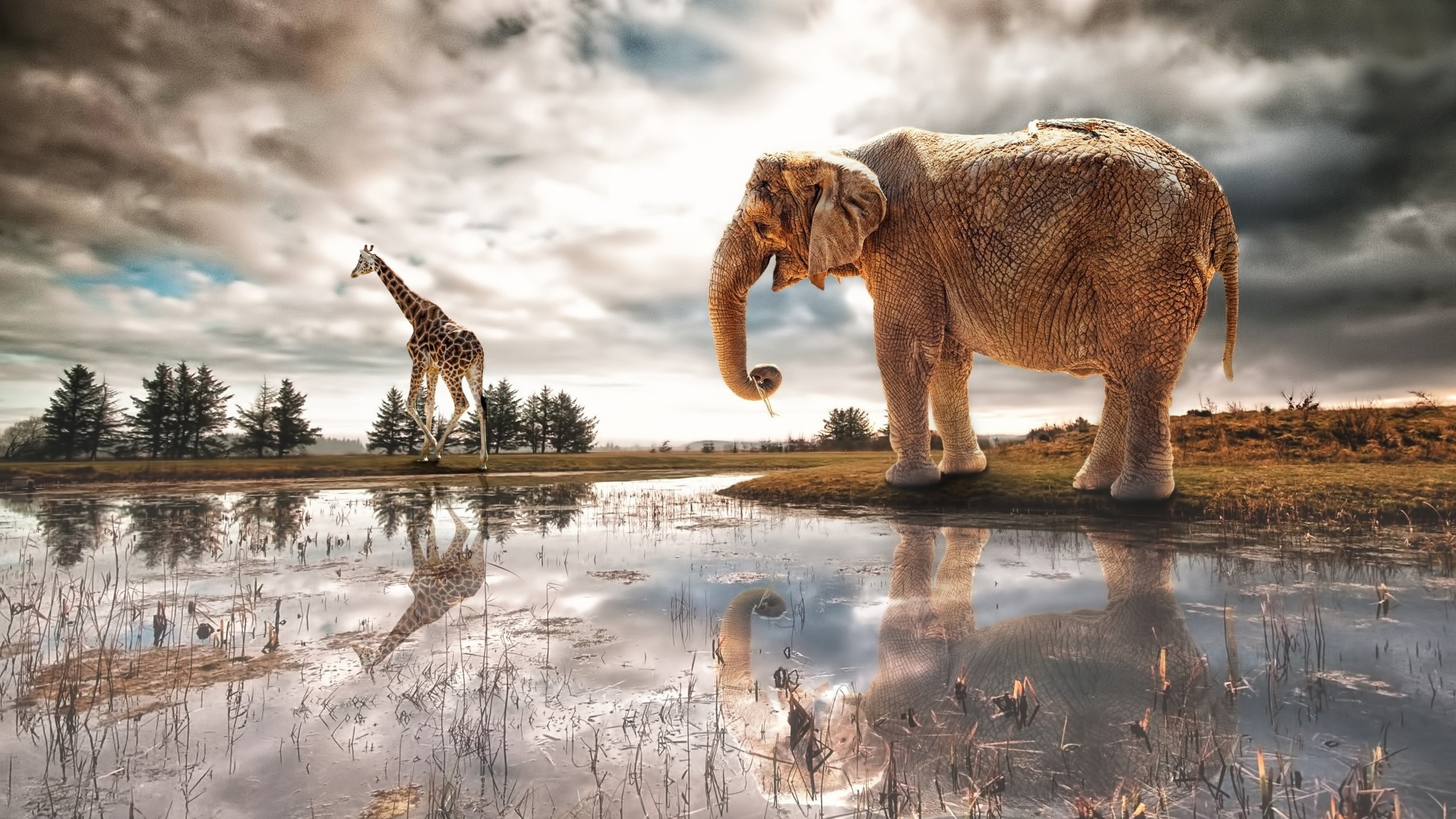 Lake, water reflection, elephant, giraffe, river