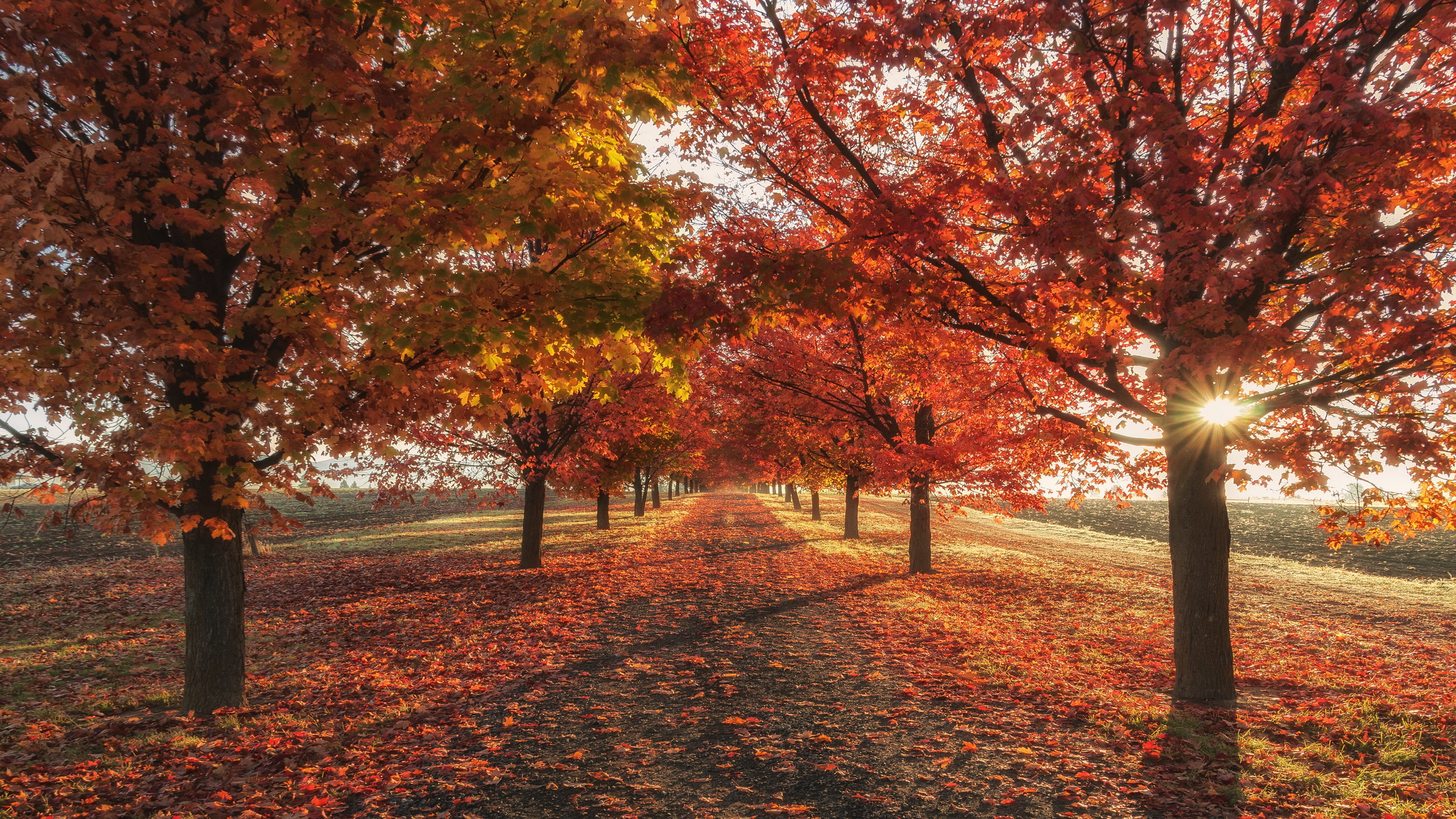 red leaves, tree lane, autumn, autumn landscape, autumn colors