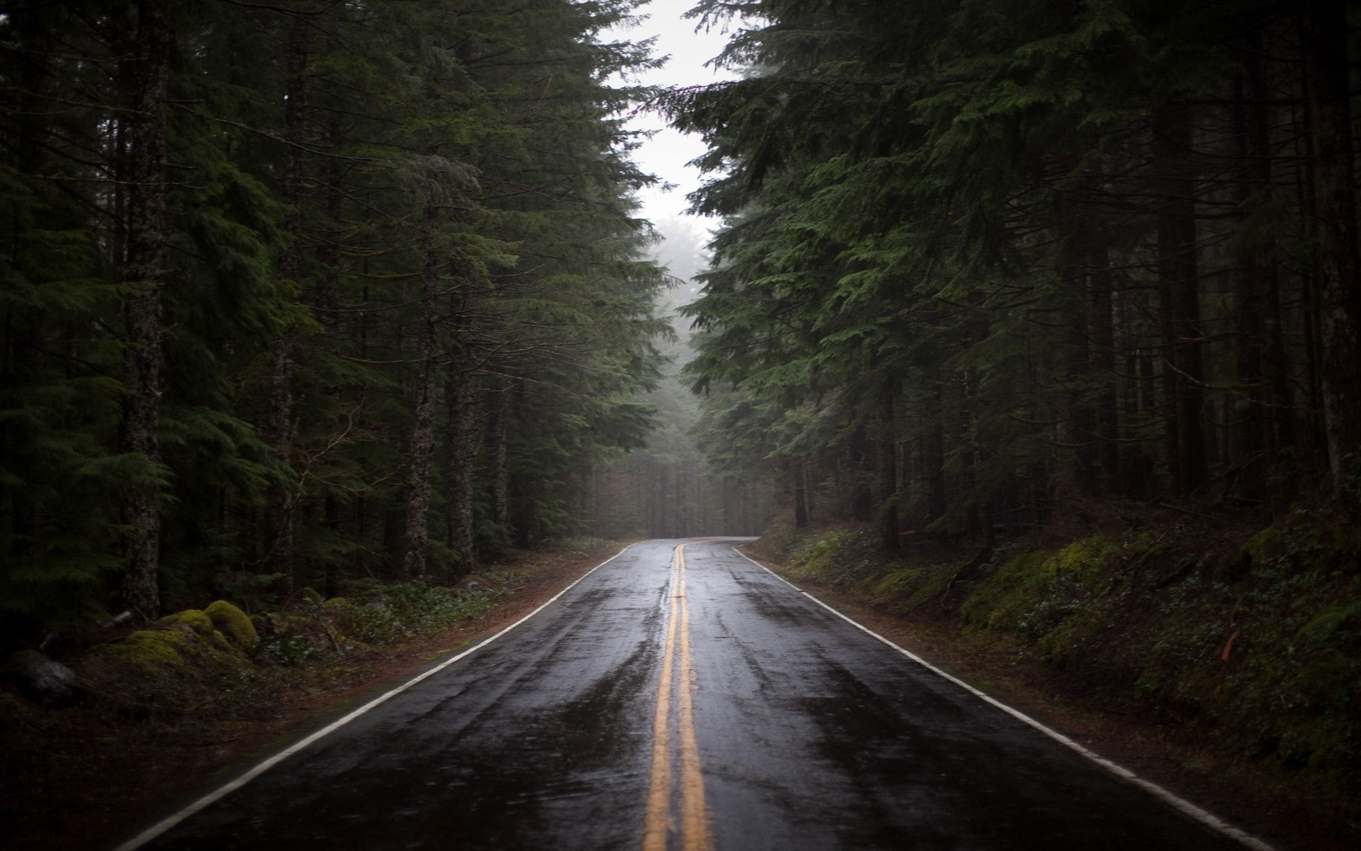 road, forest
