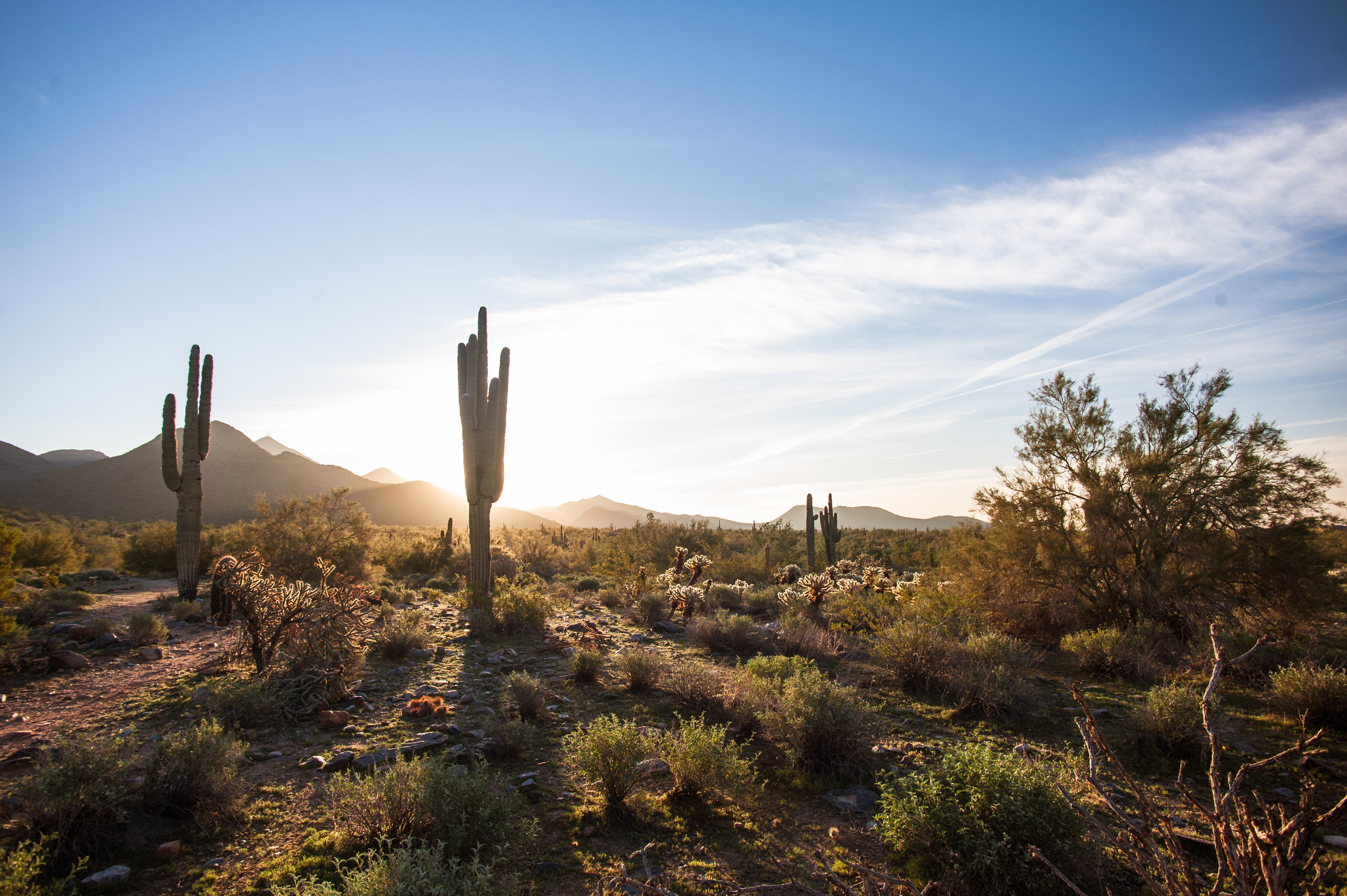 brown cactus, the sky, desert, AZ, USA, America, Arizona, Scottsdale