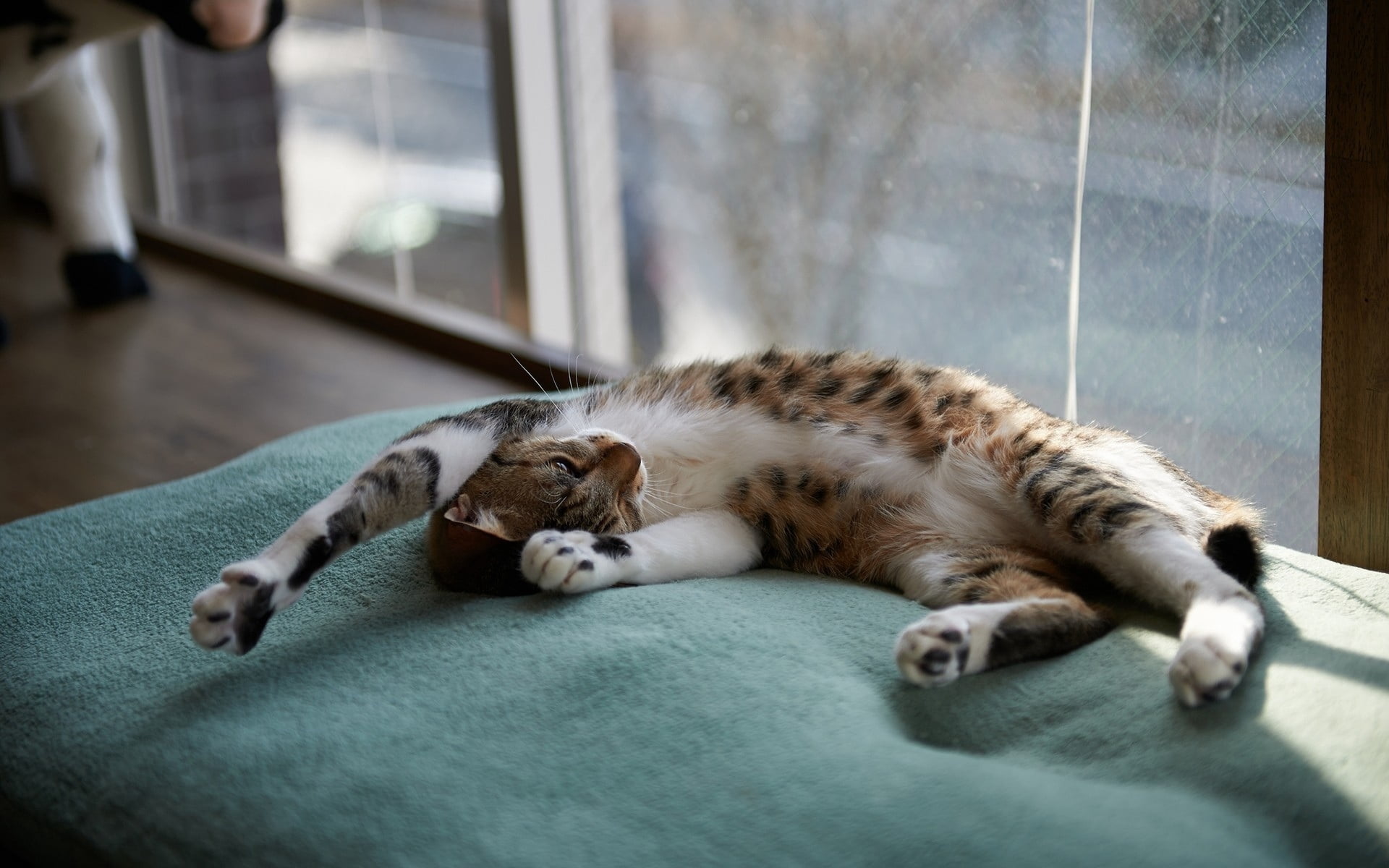 brown and white tabby cat, down, dream, rug, window, mammal, feline