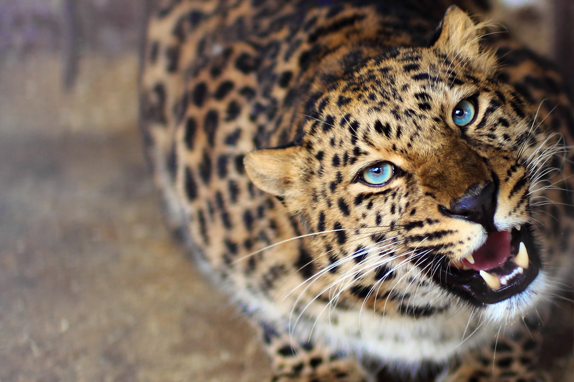 Cats, Leopard