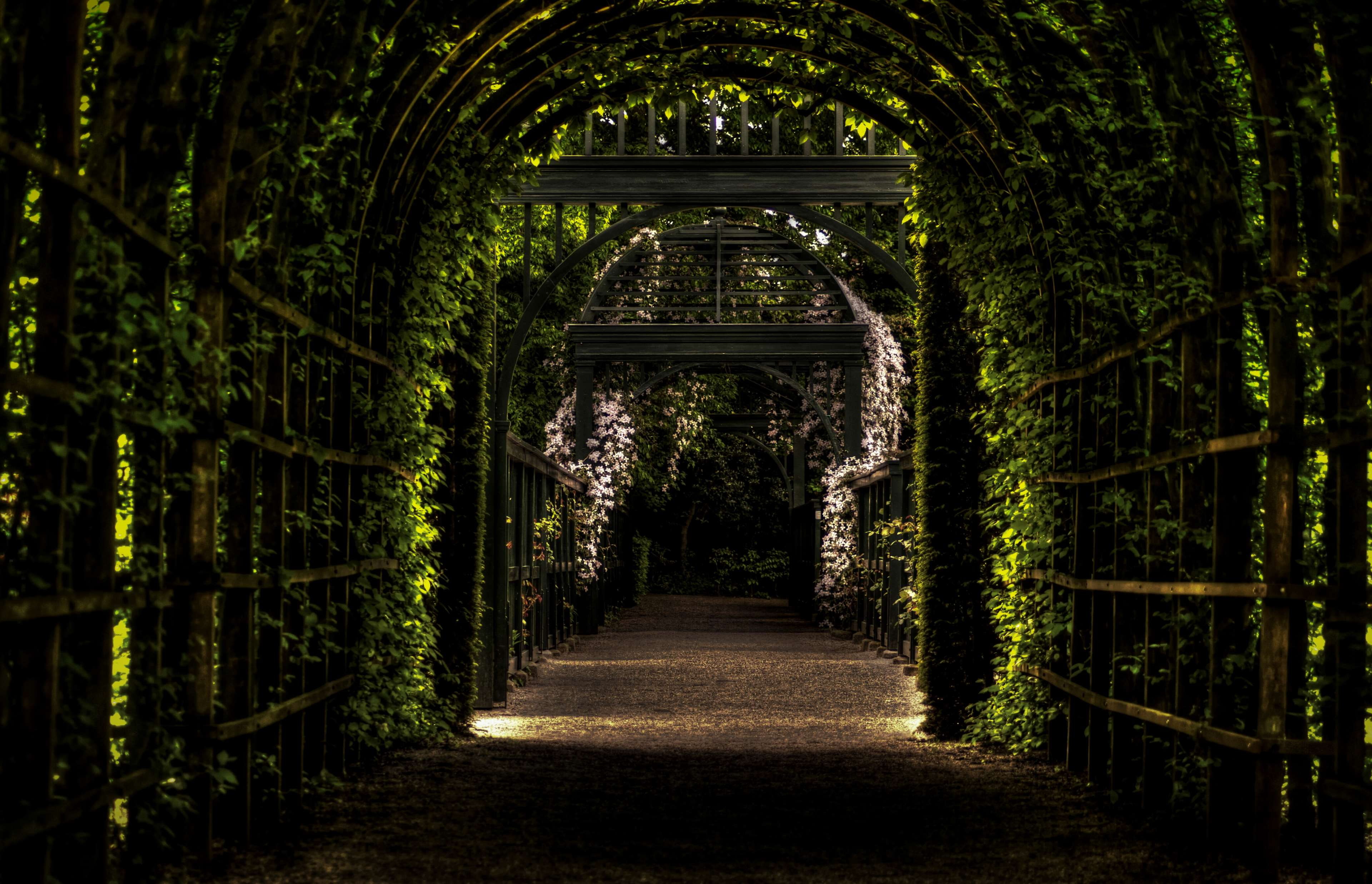 nature, trees, branch, leaves, tunnel, arch, Netherlands, flowers