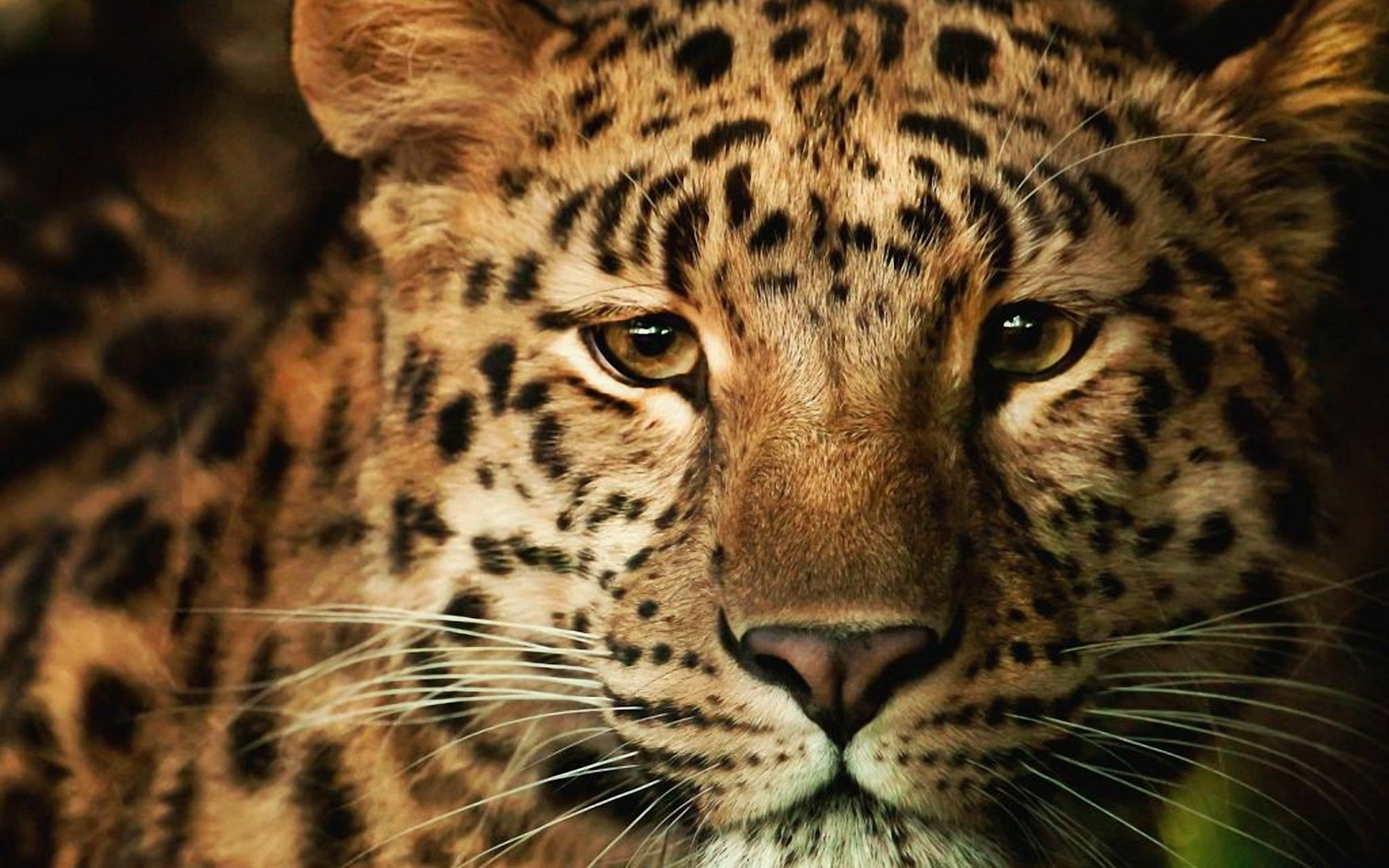 leopard