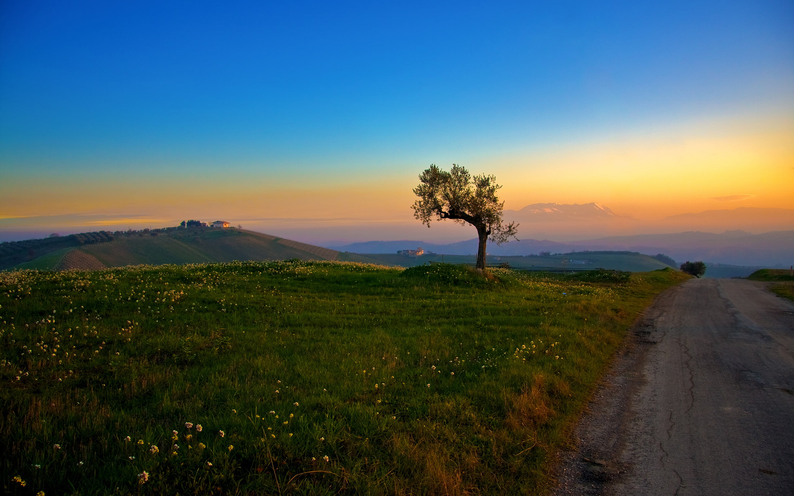 sunset, tree, plant, sky, environment, tranquil scene, tranquility
