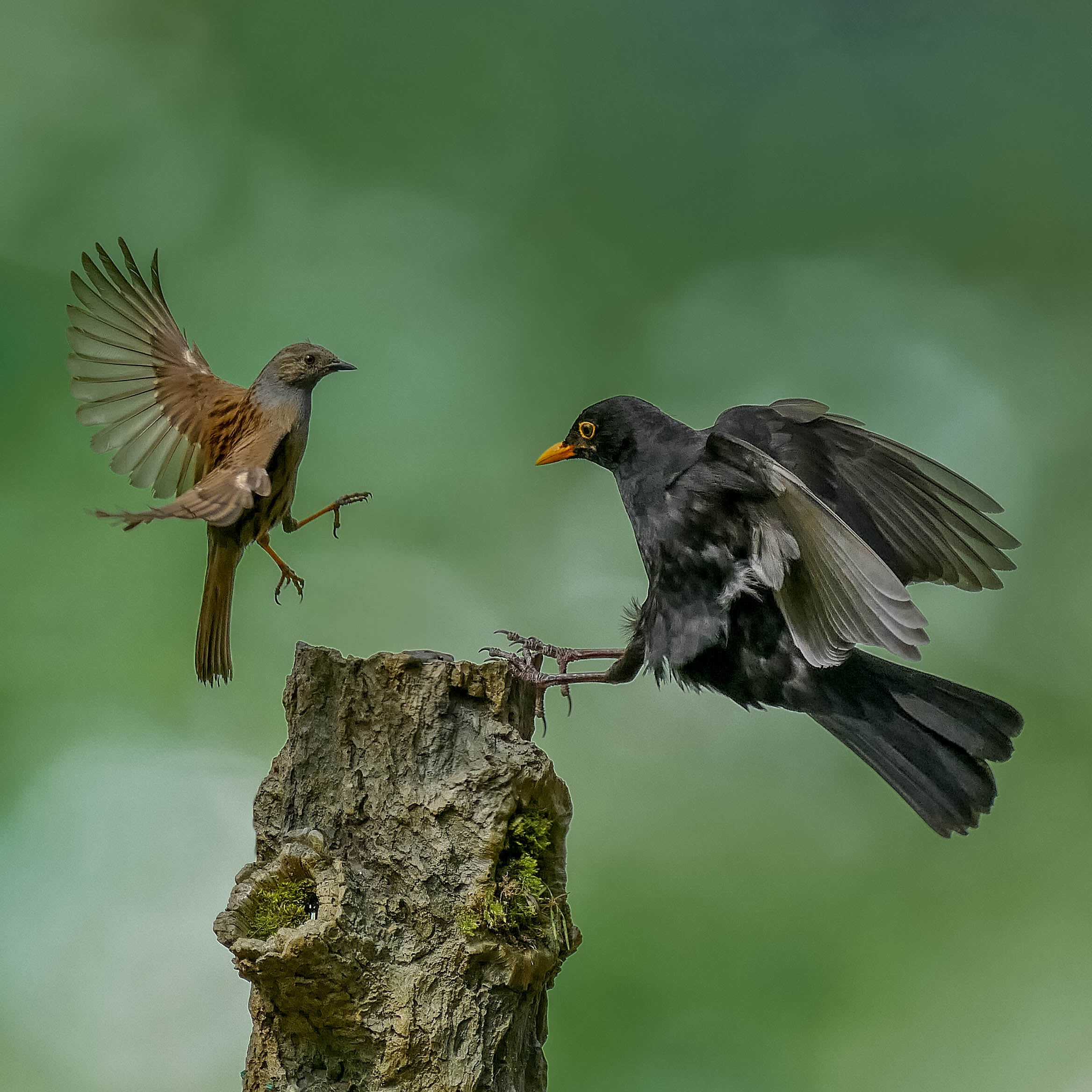 brown and black birds, Unfair, birds  birds, action, fighting birds