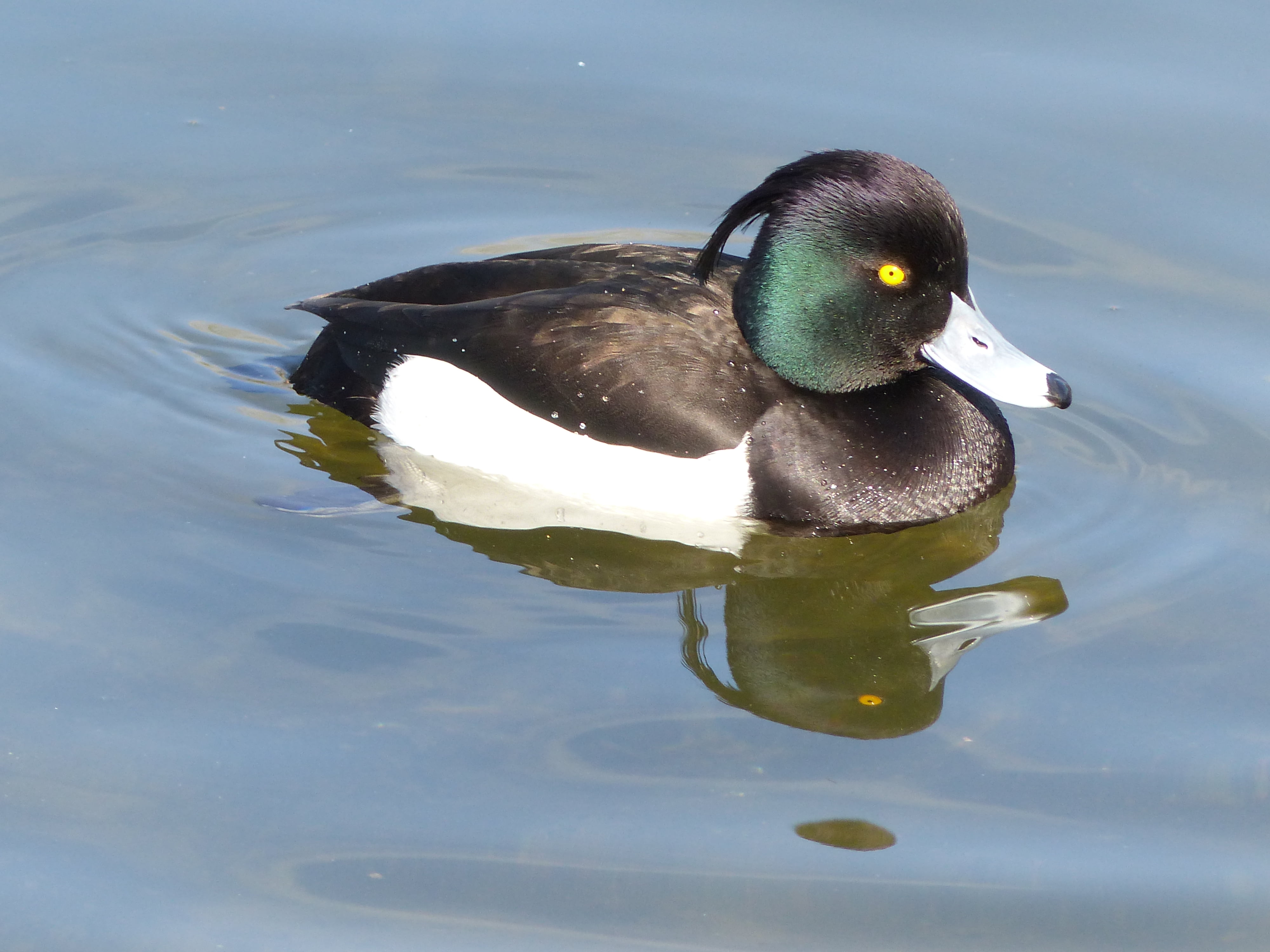 black and white duck on water during daytime, tufted duck, tufted duck