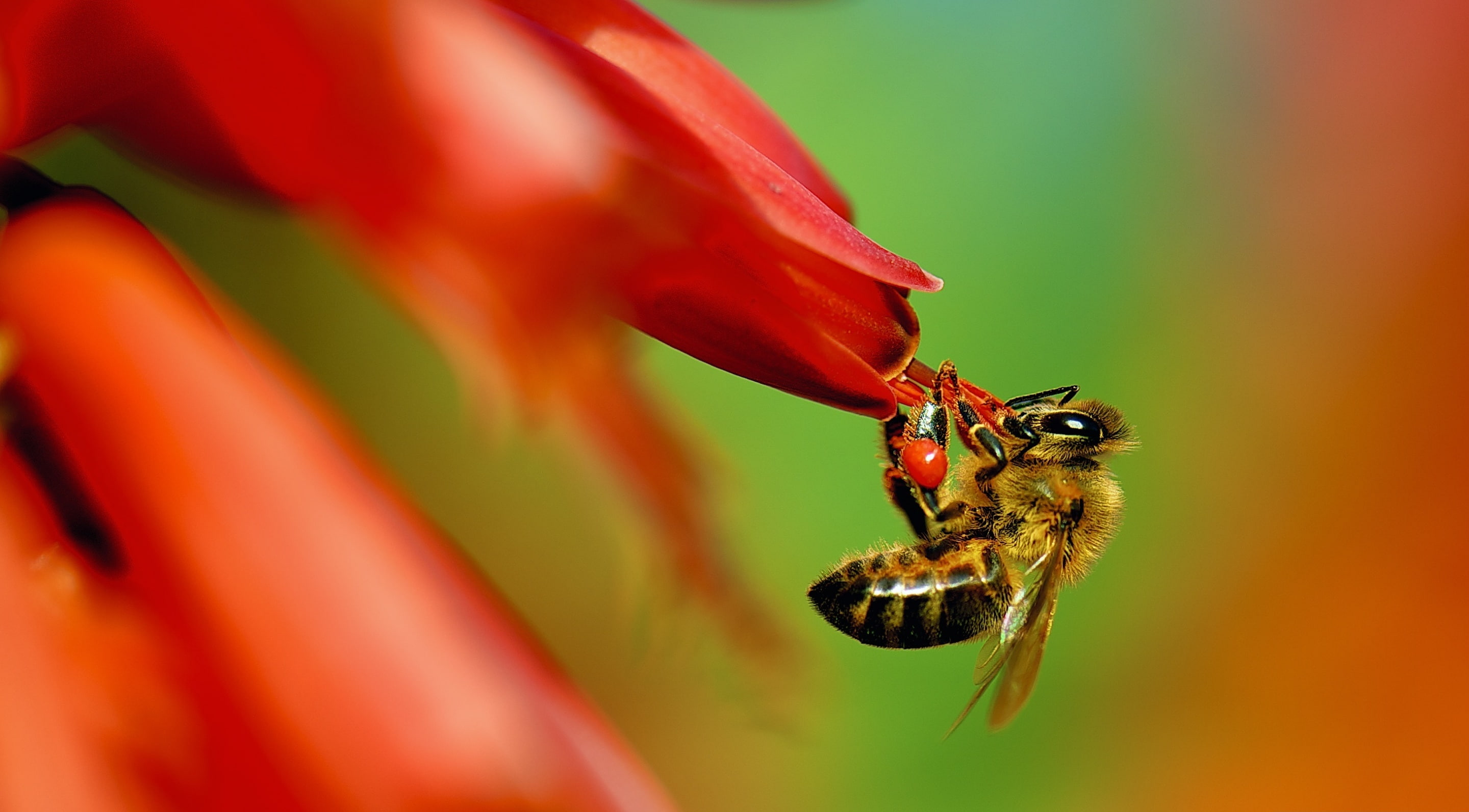 Pollinator, Animals, Insects, Nature, Flower, Colors, Photography