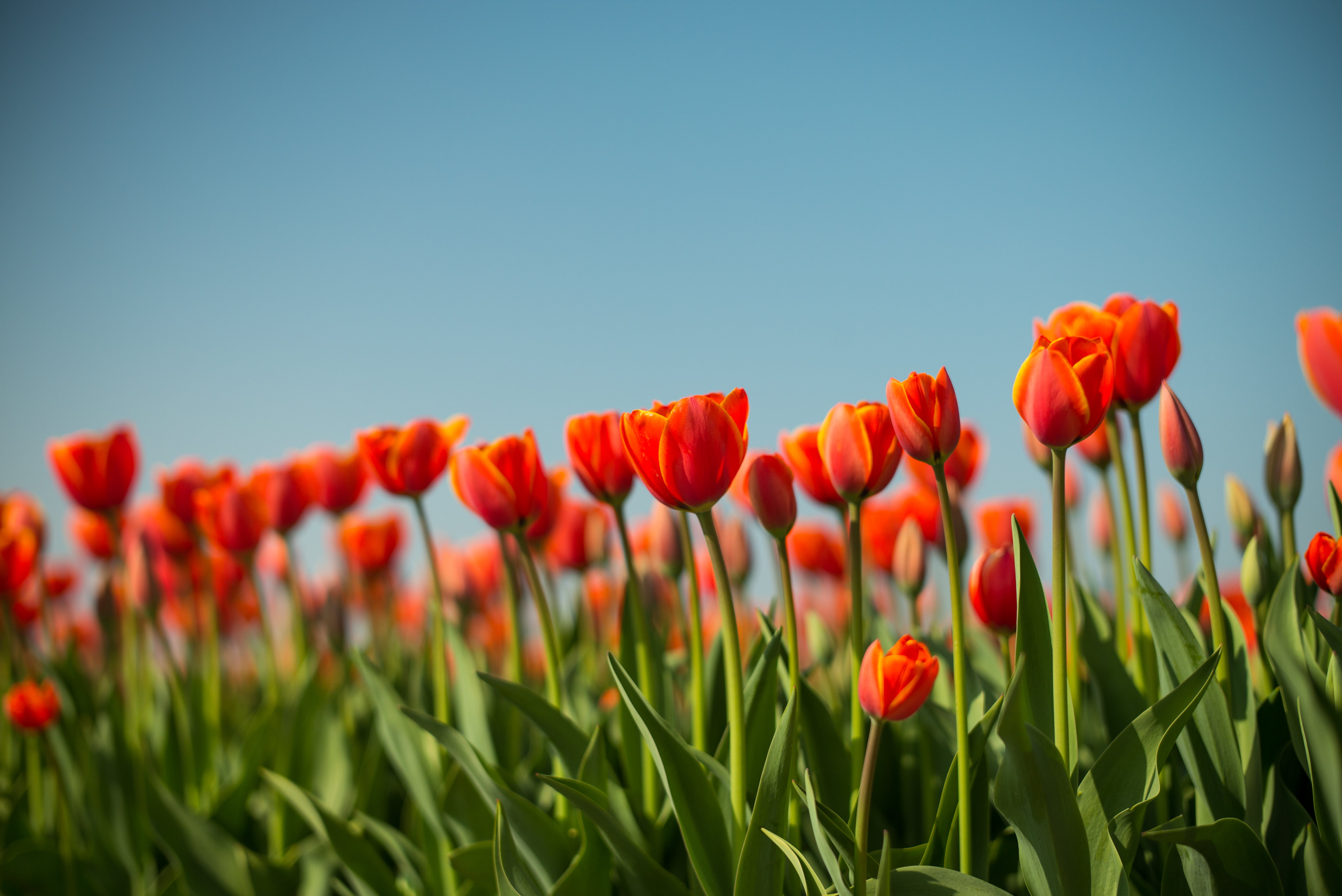 red Tulips at daytime, dutch, dutch, Spring, Leica  M, M  240