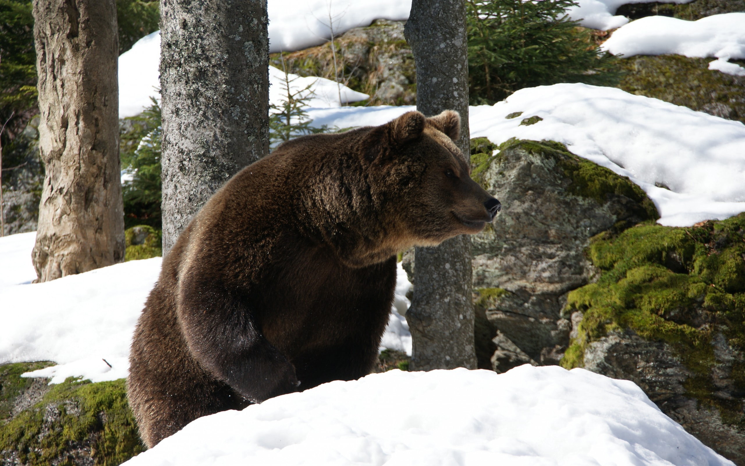 bear