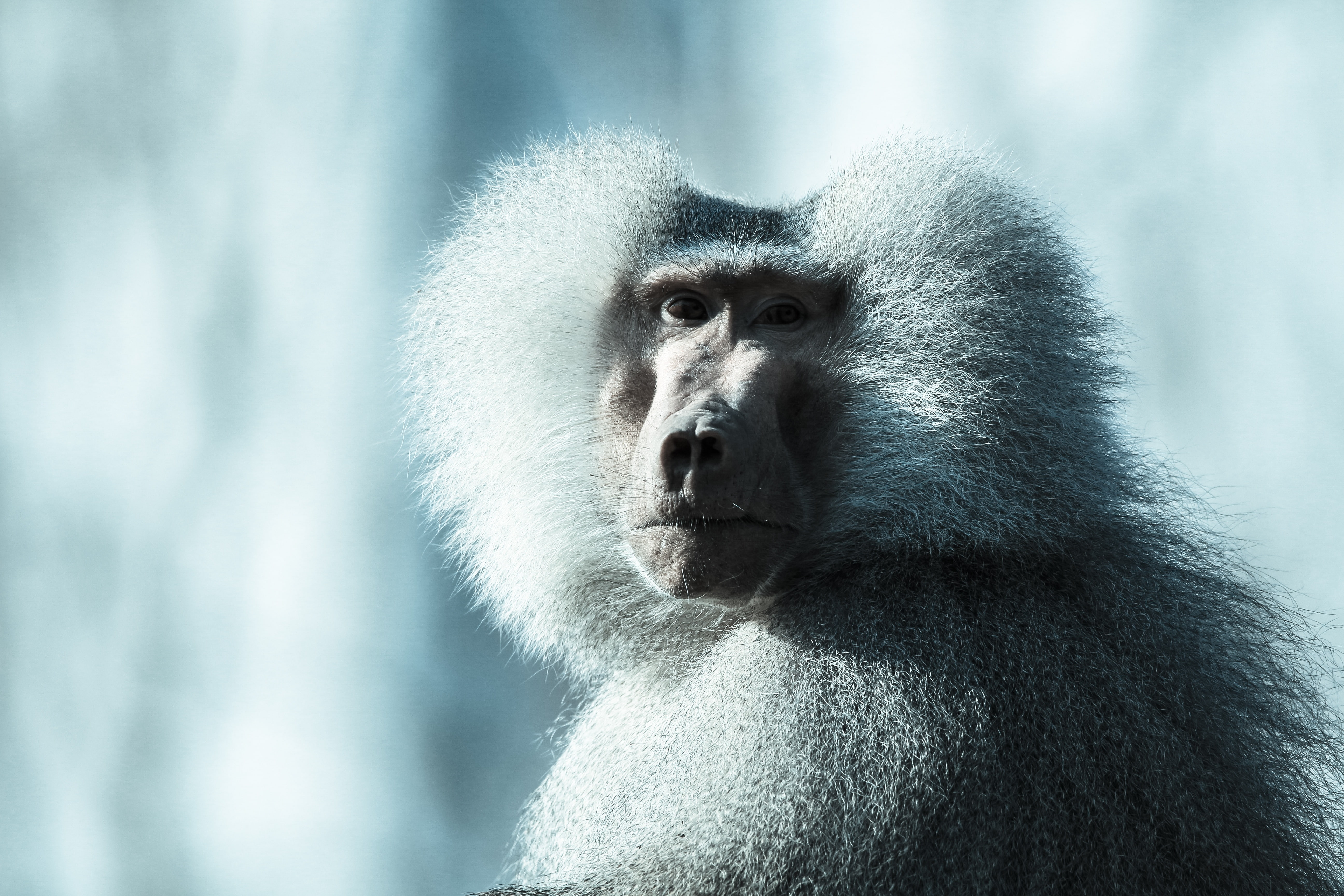 baboon, monkey, close-up, muzzle, Animal